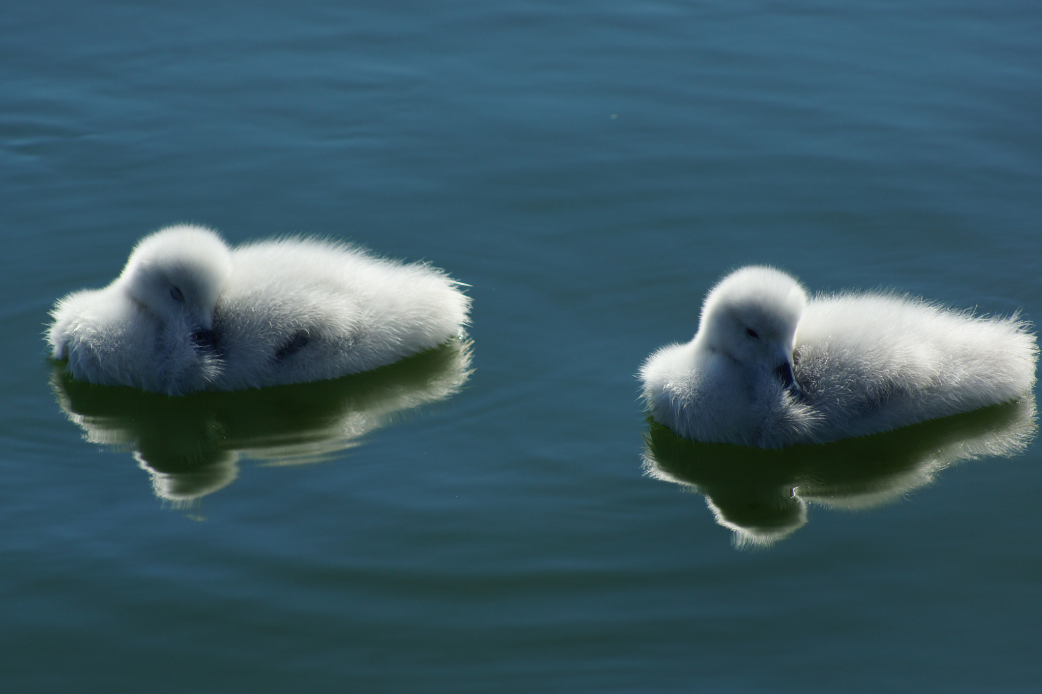 Sony 75-300mm F4.5-5.6 sample photo. Brothers sleeping photography