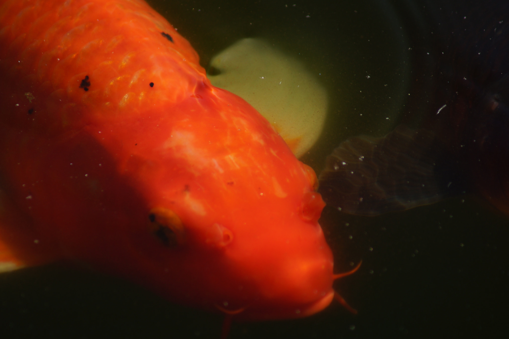 Sony 75-300mm F4.5-5.6 sample photo. Koi photography