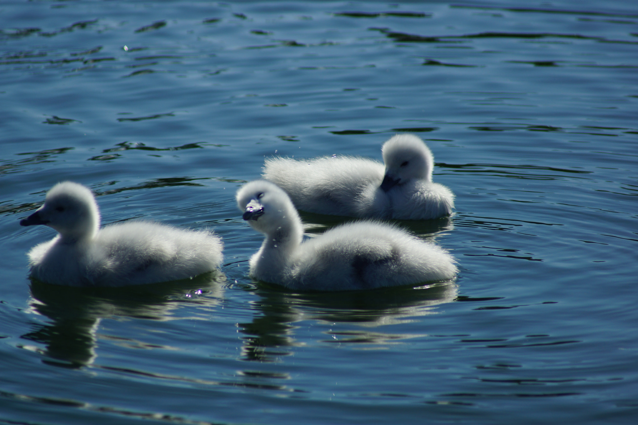 Sony 75-300mm F4.5-5.6 sample photo. Brothers awakening photography