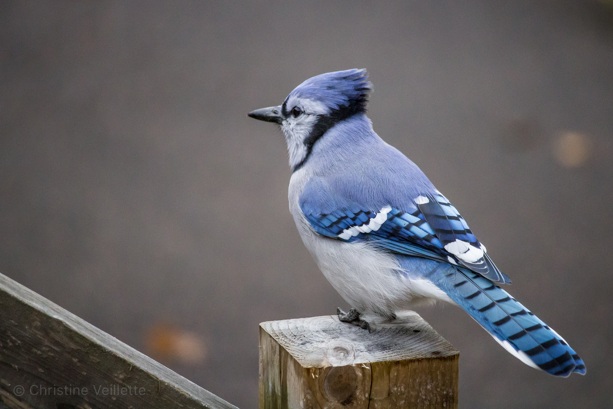 Canon EF-S 55-250mm F4-5.6 IS STM sample photo. Lookout post photography