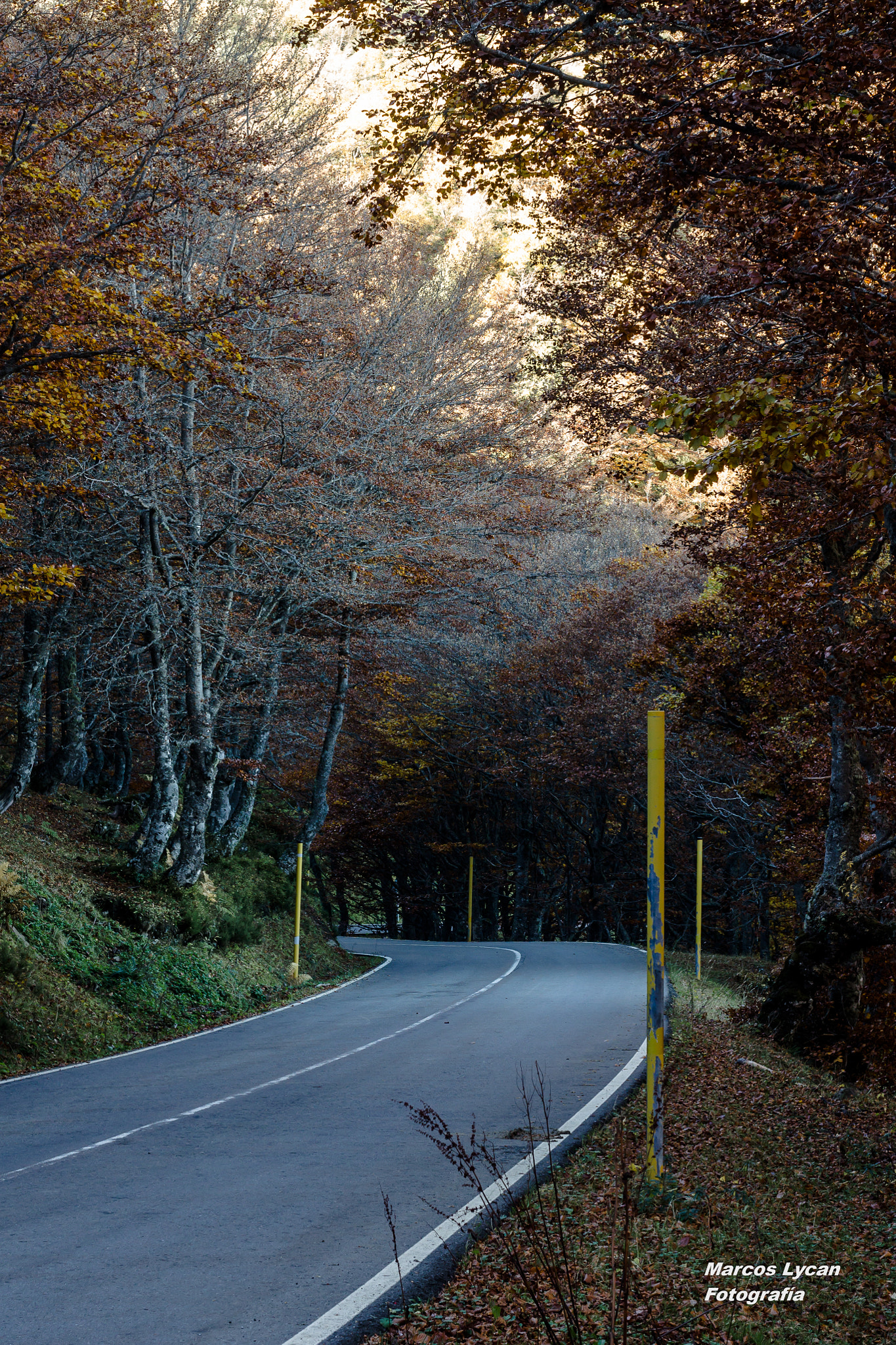 Canon EF 35-80mm f/4-5.6 sample photo. Road fall photography