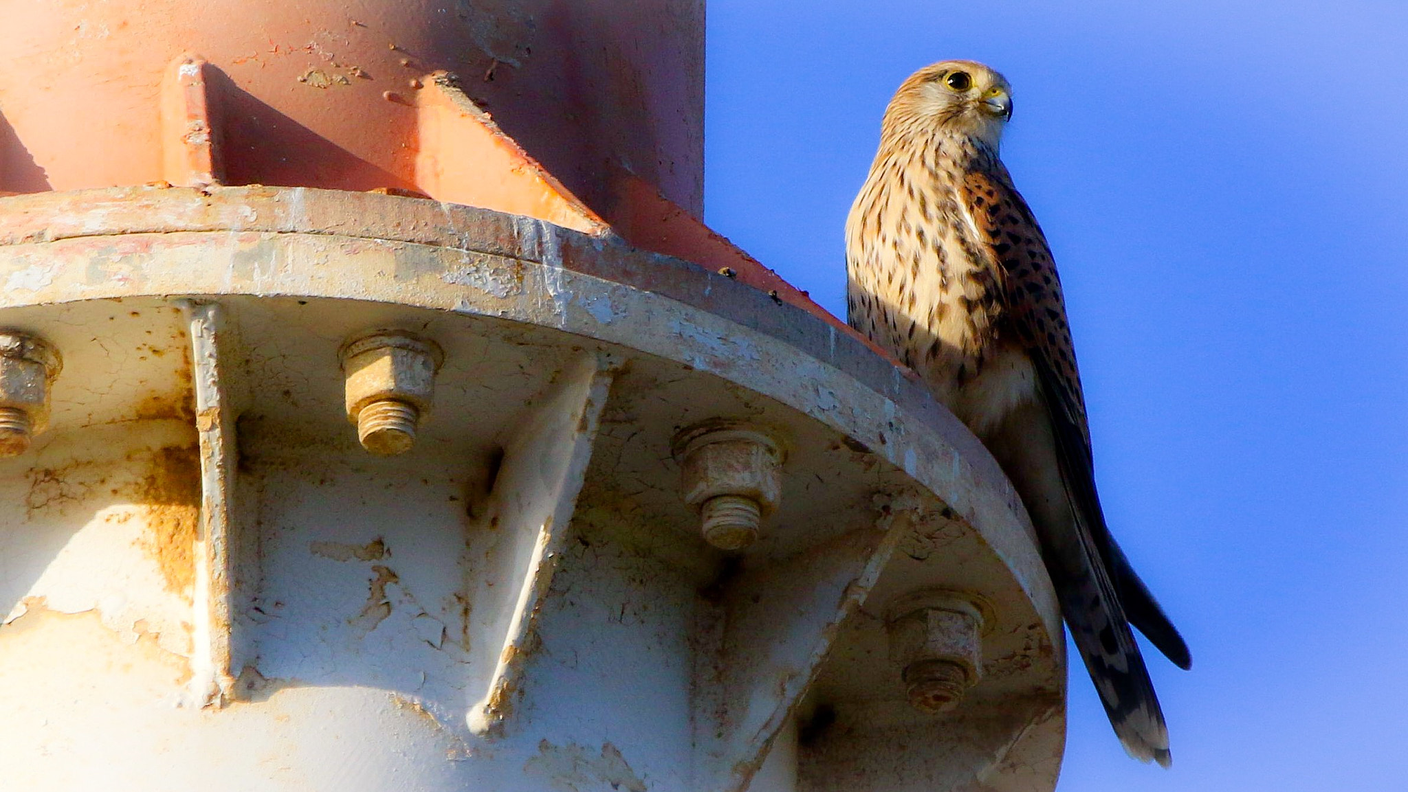 Canon EF 70-200mm F2.8L IS II USM sample photo