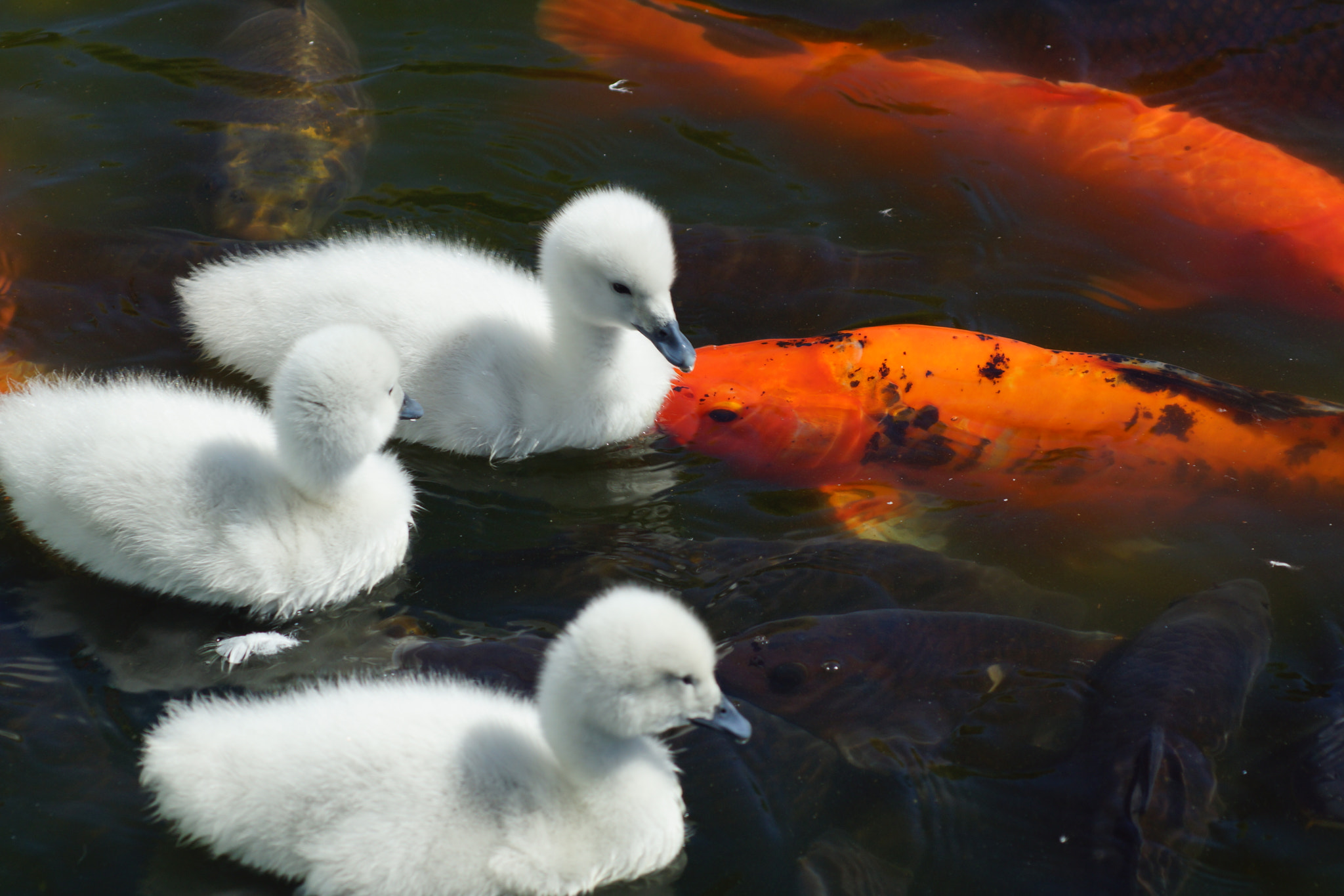 Sony 75-300mm F4.5-5.6 sample photo. Koi versus swan photography