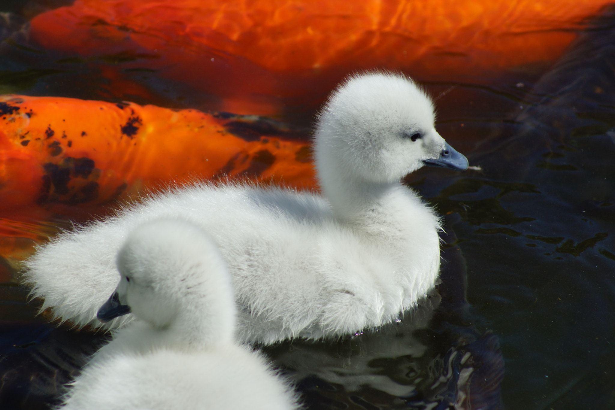Sony 75-300mm F4.5-5.6 sample photo. Cotton and orange photography