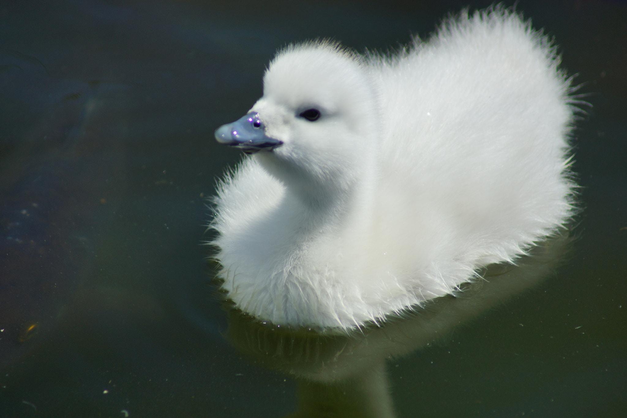Sony 75-300mm F4.5-5.6 sample photo. Hi swan photography