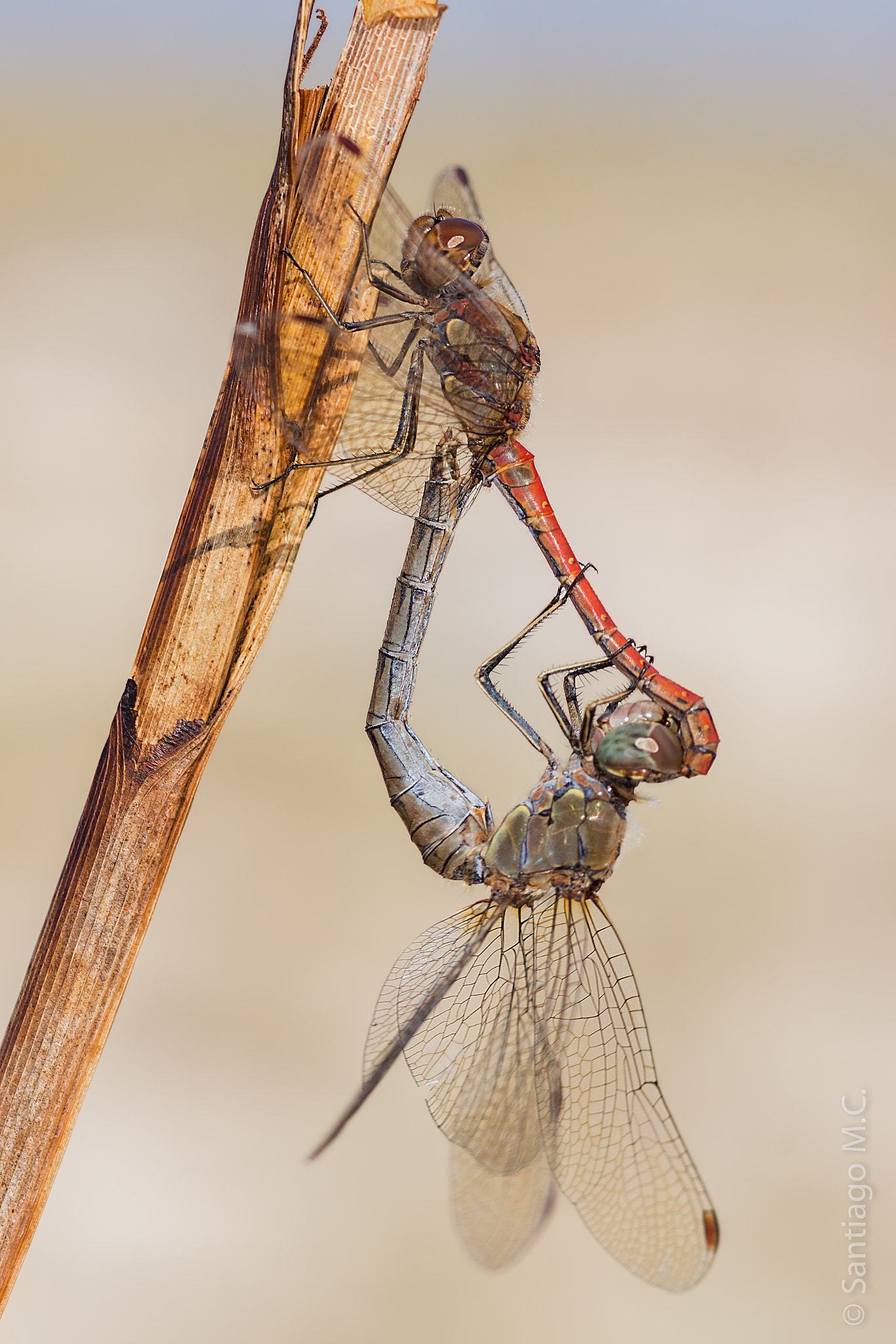 Sony SLT-A77 + Sony 100mm F2.8 Macro sample photo. Sympetrum striolatum photography