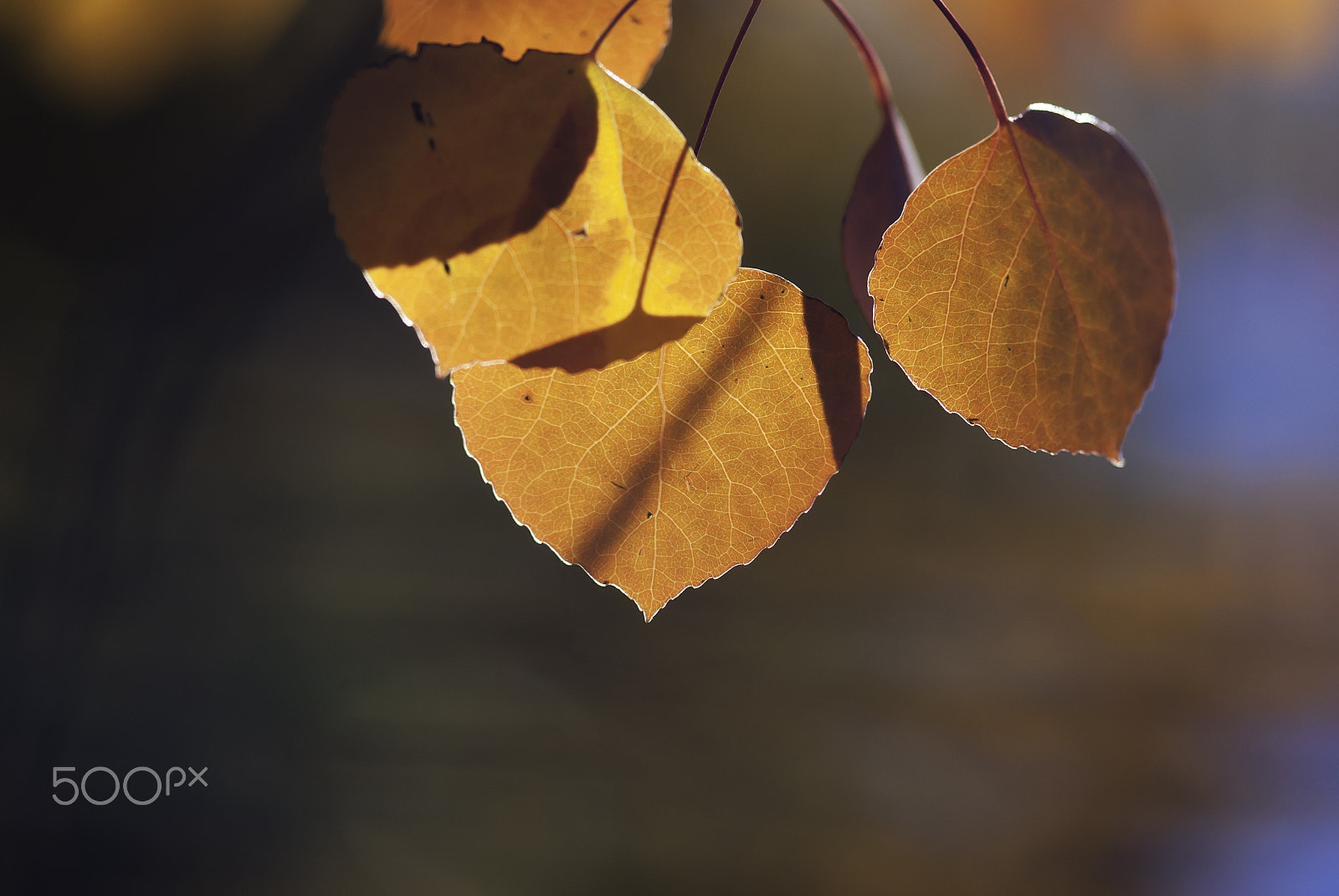 Nikon AF-S Micro-Nikkor 105mm F2.8G IF-ED VR sample photo. Aspen orange photography
