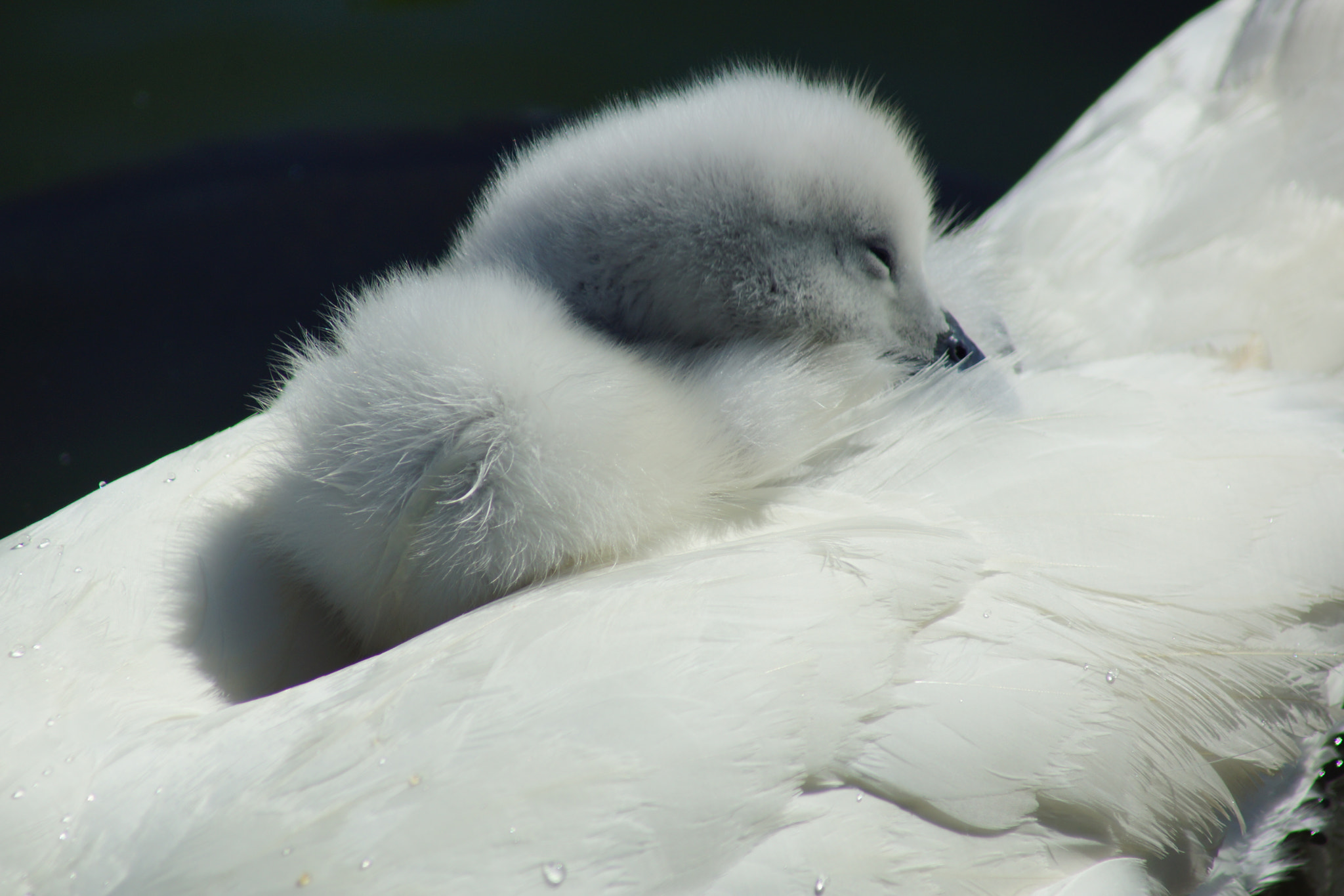 Sony 75-300mm F4.5-5.6 sample photo. Mother bed photography