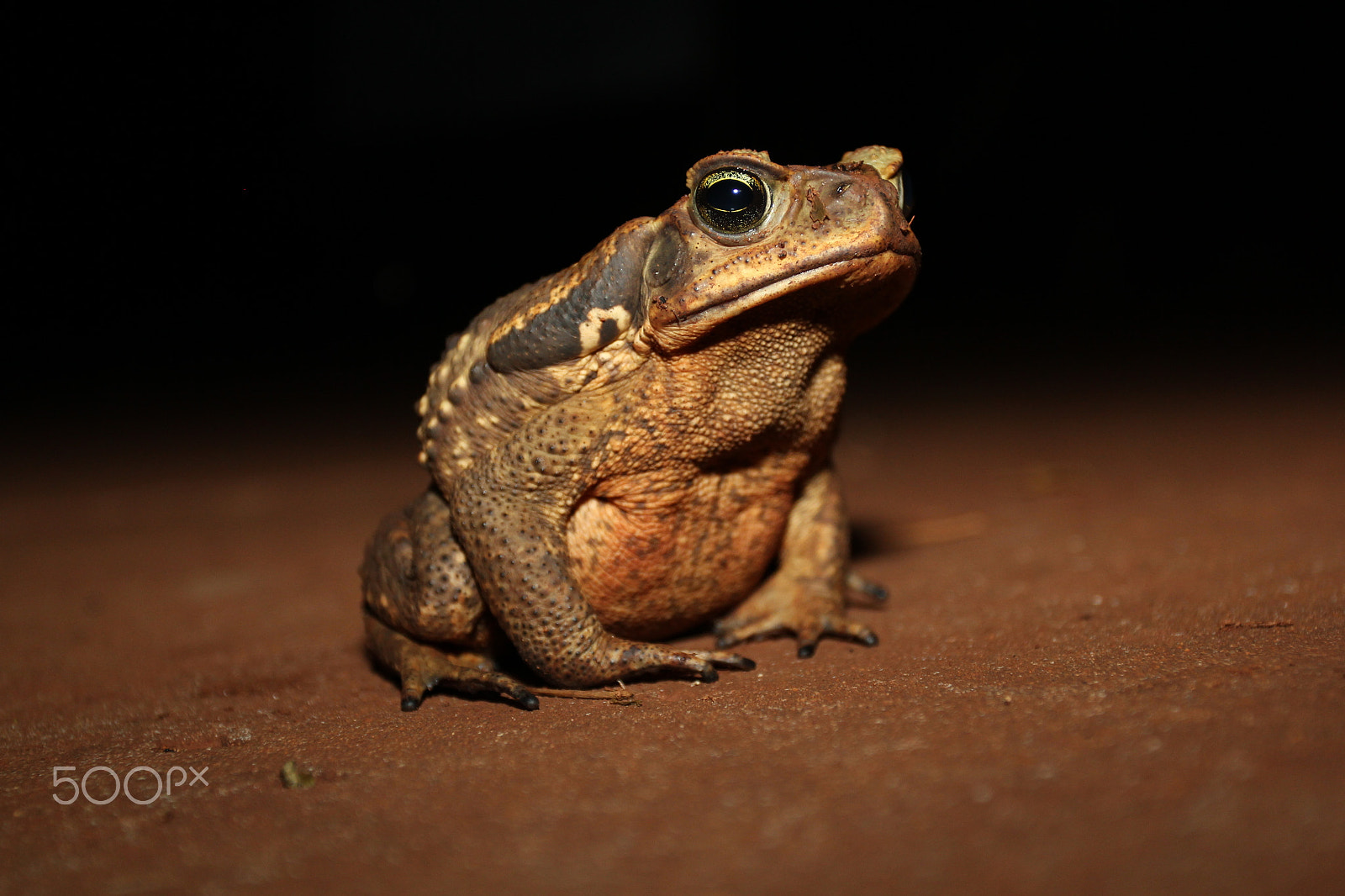 Canon EOS 550D (EOS Rebel T2i / EOS Kiss X4) sample photo. Toad in paraguay photography