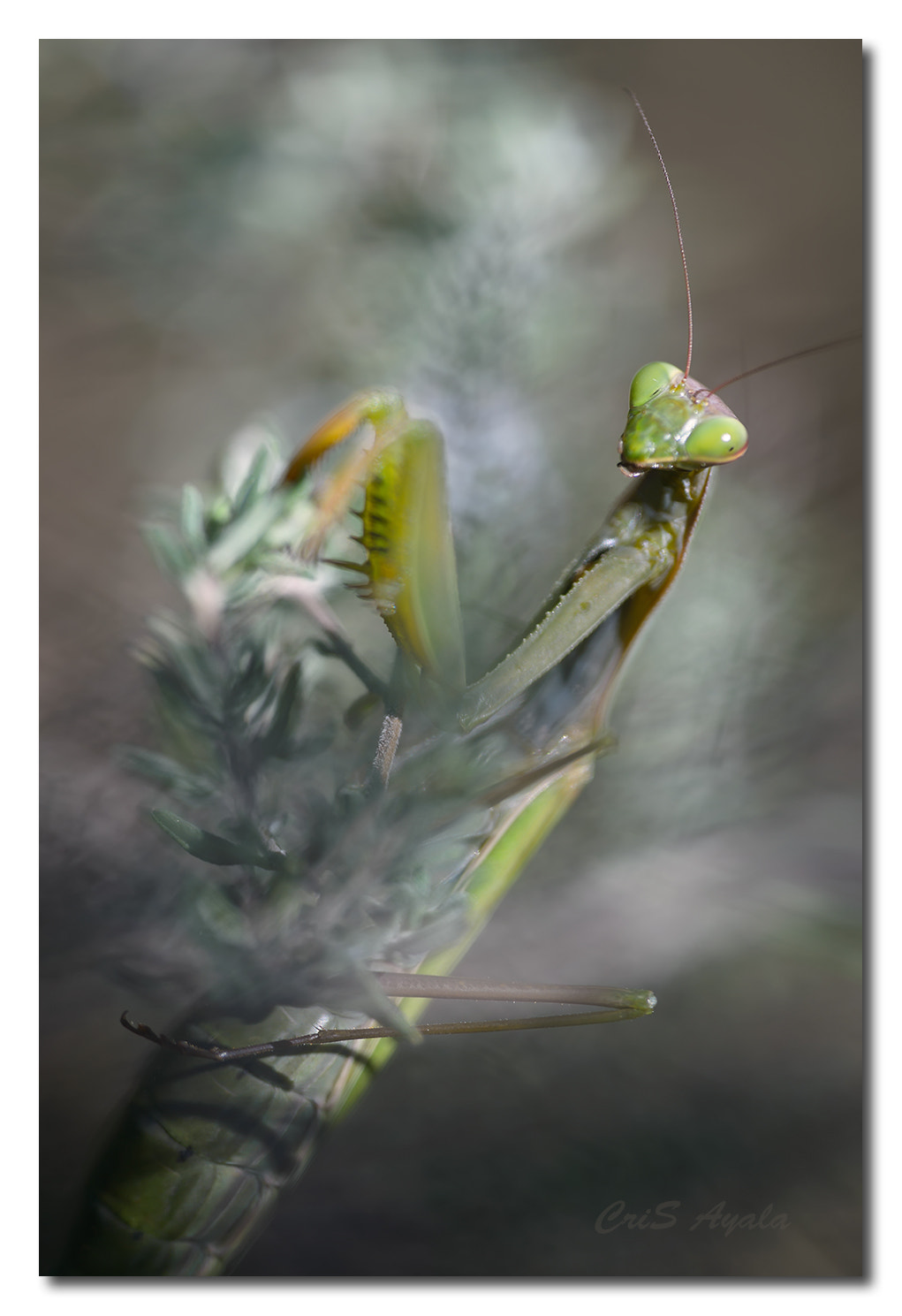 Nikon D4 sample photo. Goddess mantis photography