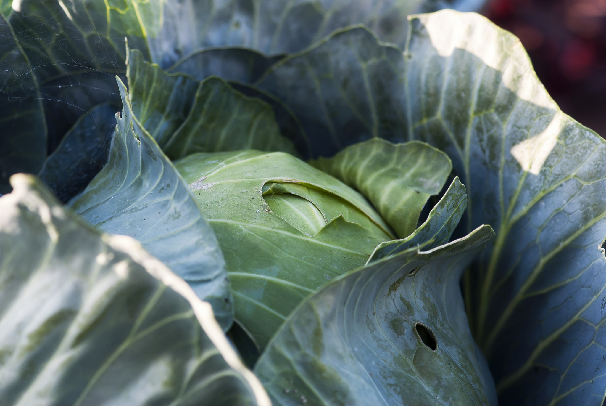 Nikon D60 + Nikon AF-S Micro-Nikkor 105mm F2.8G IF-ED VR sample photo. Cabbage head photography