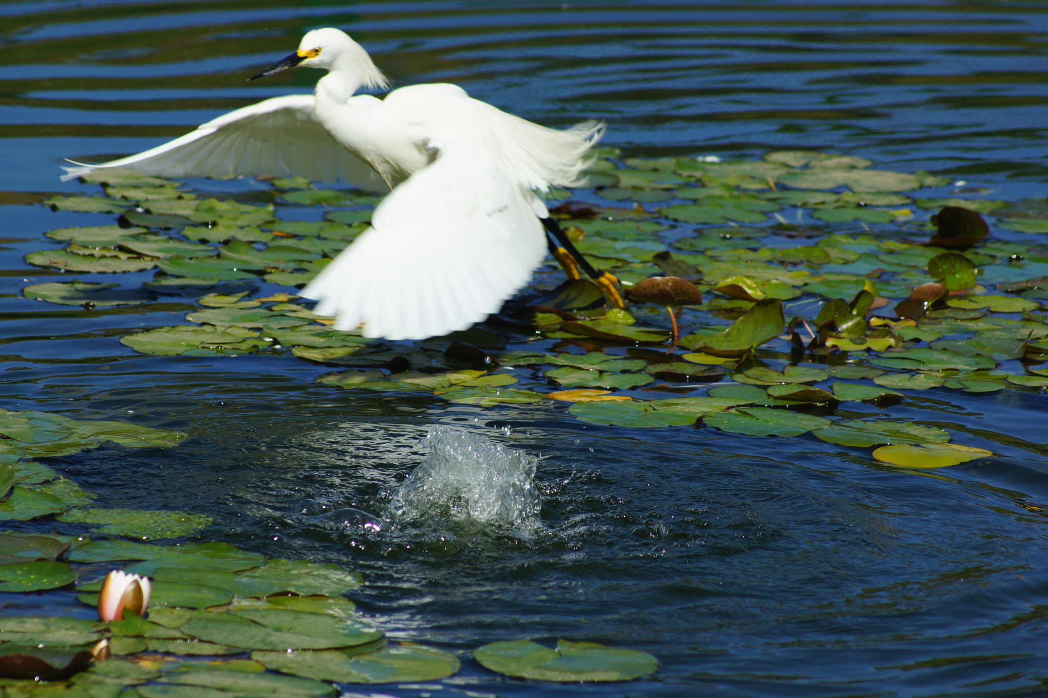 Sony 75-300mm F4.5-5.6 sample photo. Taking off photography
