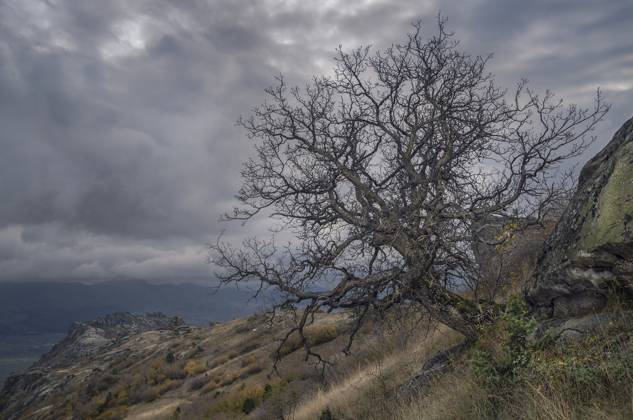 Pentax K-1 + Sigma sample photo. Tree photography