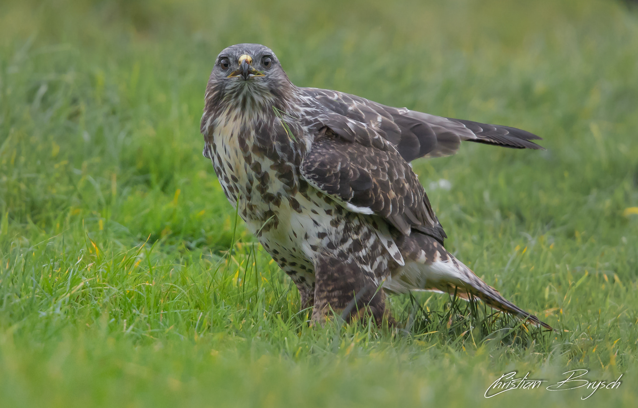 Canon EF 500mm F4L IS II USM sample photo. Buzzard photography