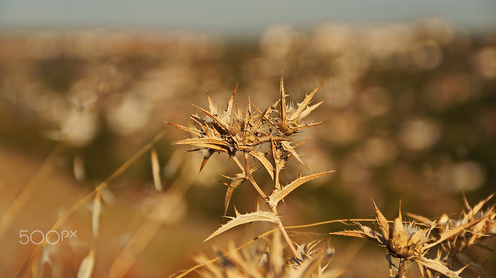 Canon EF-S 18-135mm F3.5-5.6 IS sample photo. Thorn photography