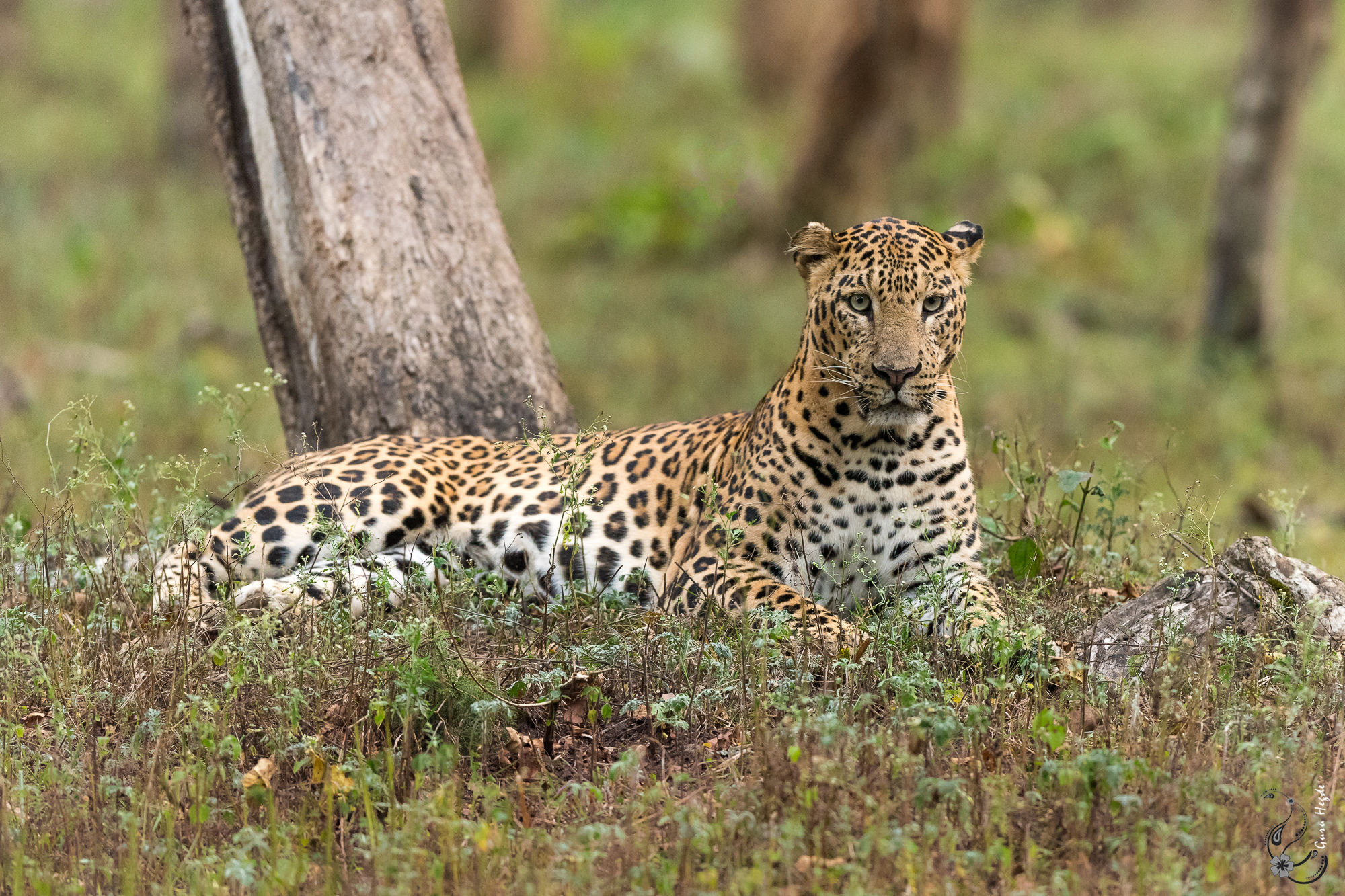 Nikon AF-S Nikkor 400mm F2.8G ED VR II sample photo. The prince of kabini photography