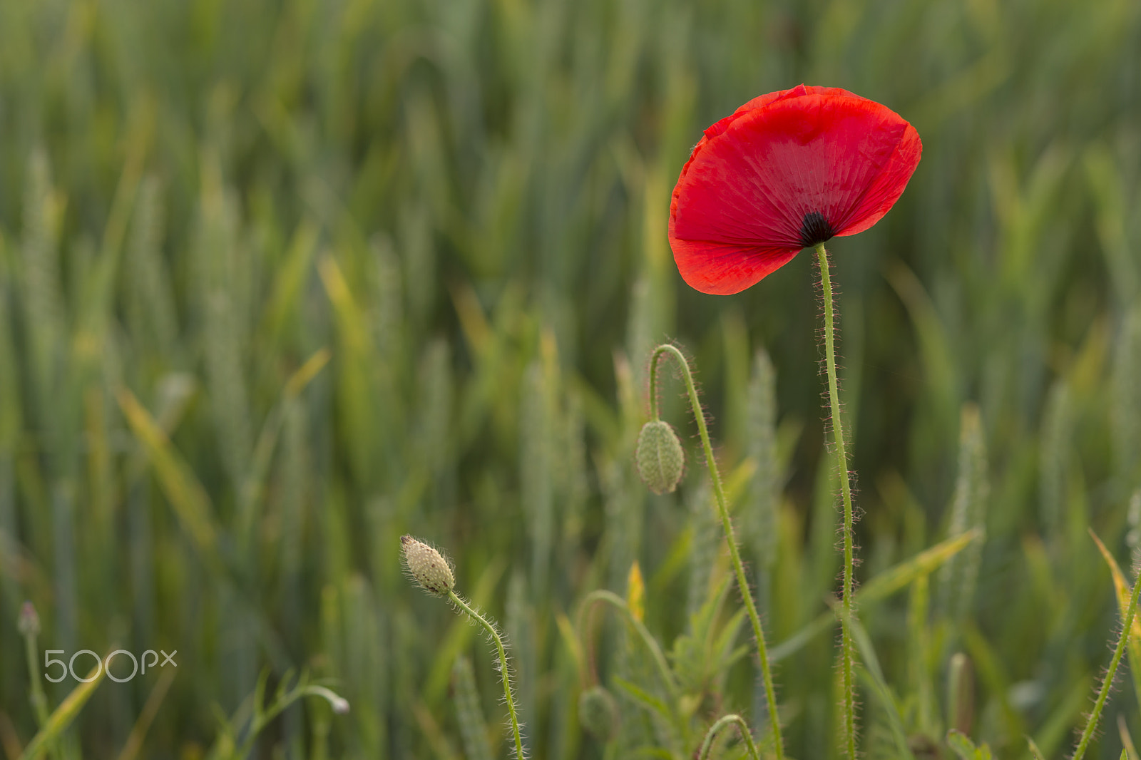 Sony Planar T* 85mm F1.4 ZA sample photo. Poppy field photography