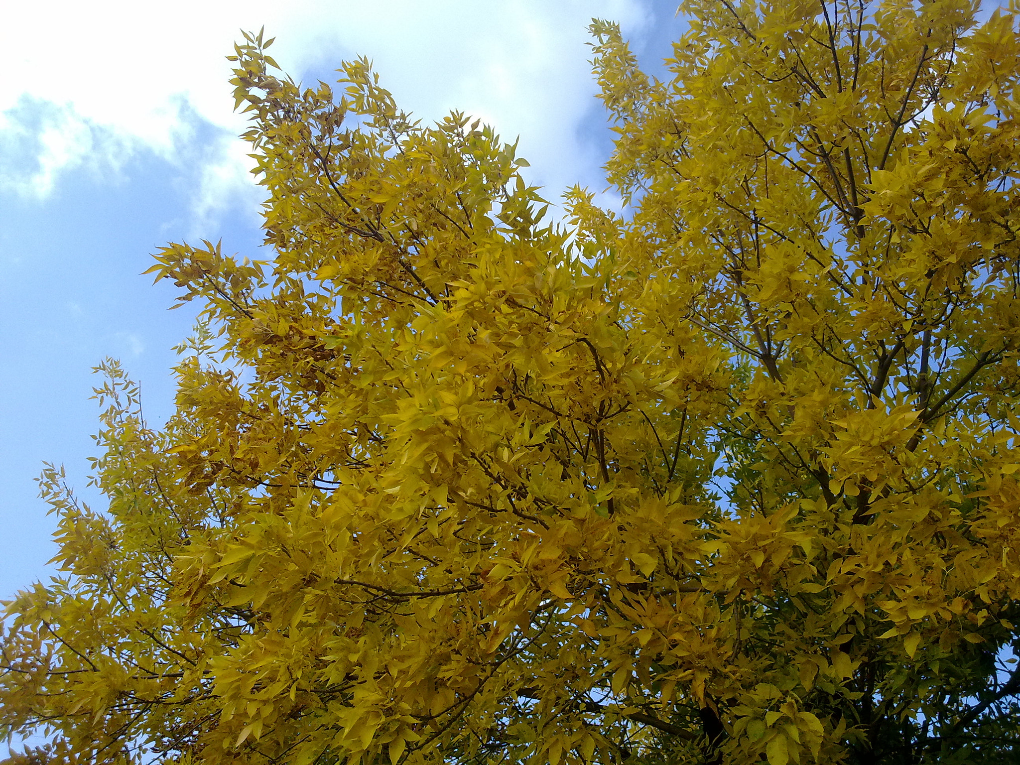 Nokia N97 sample photo. Yellow tree photography