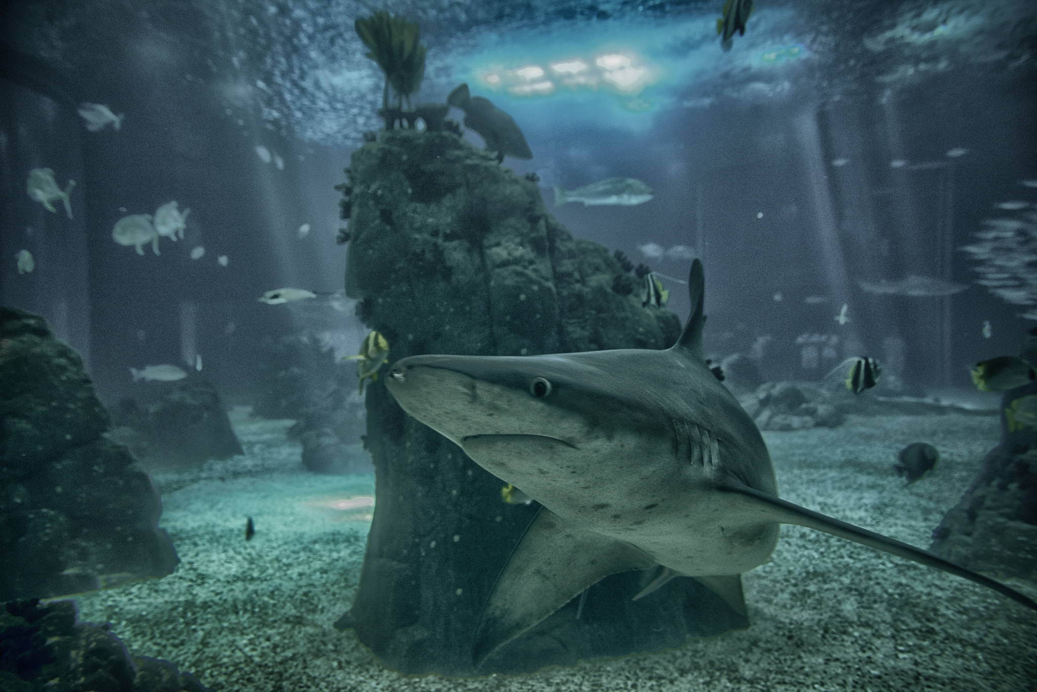 Sigma 24-70mm F2.8 EX DG Macro sample photo. Shark photography
