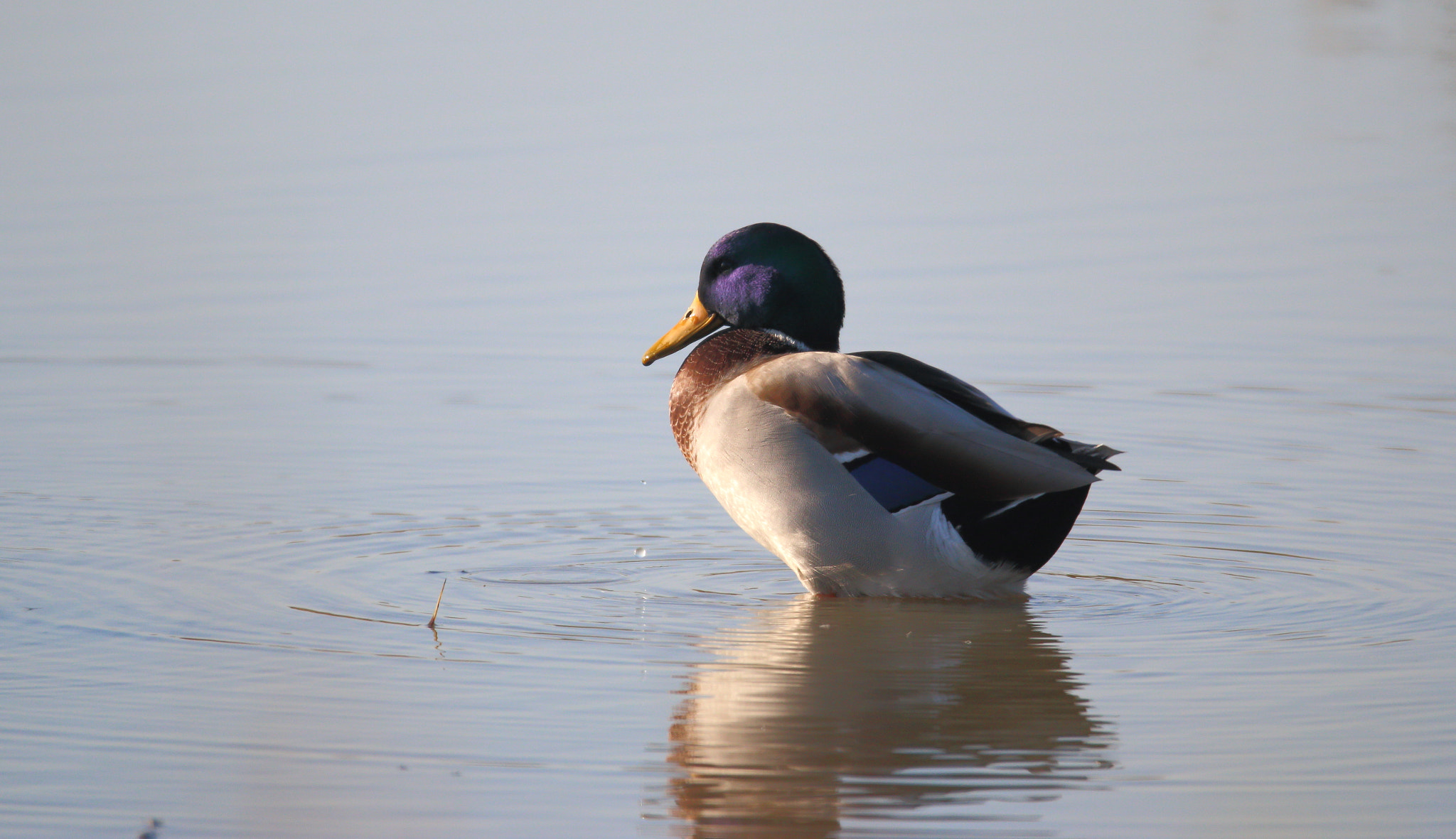 Canon EOS 70D + Sigma 150-600mm F5-6.3 DG OS HSM | S sample photo. Wild duck photography