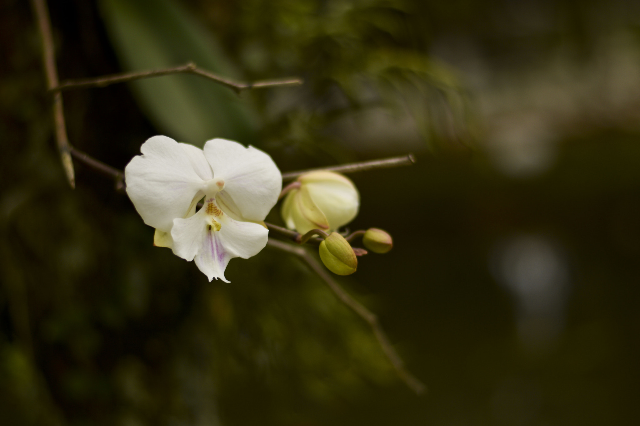 Nikon D5300 + AF Zoom-Nikkor 24-50mm f/3.3-4.5 sample photo. Pela paz do mundo! photography