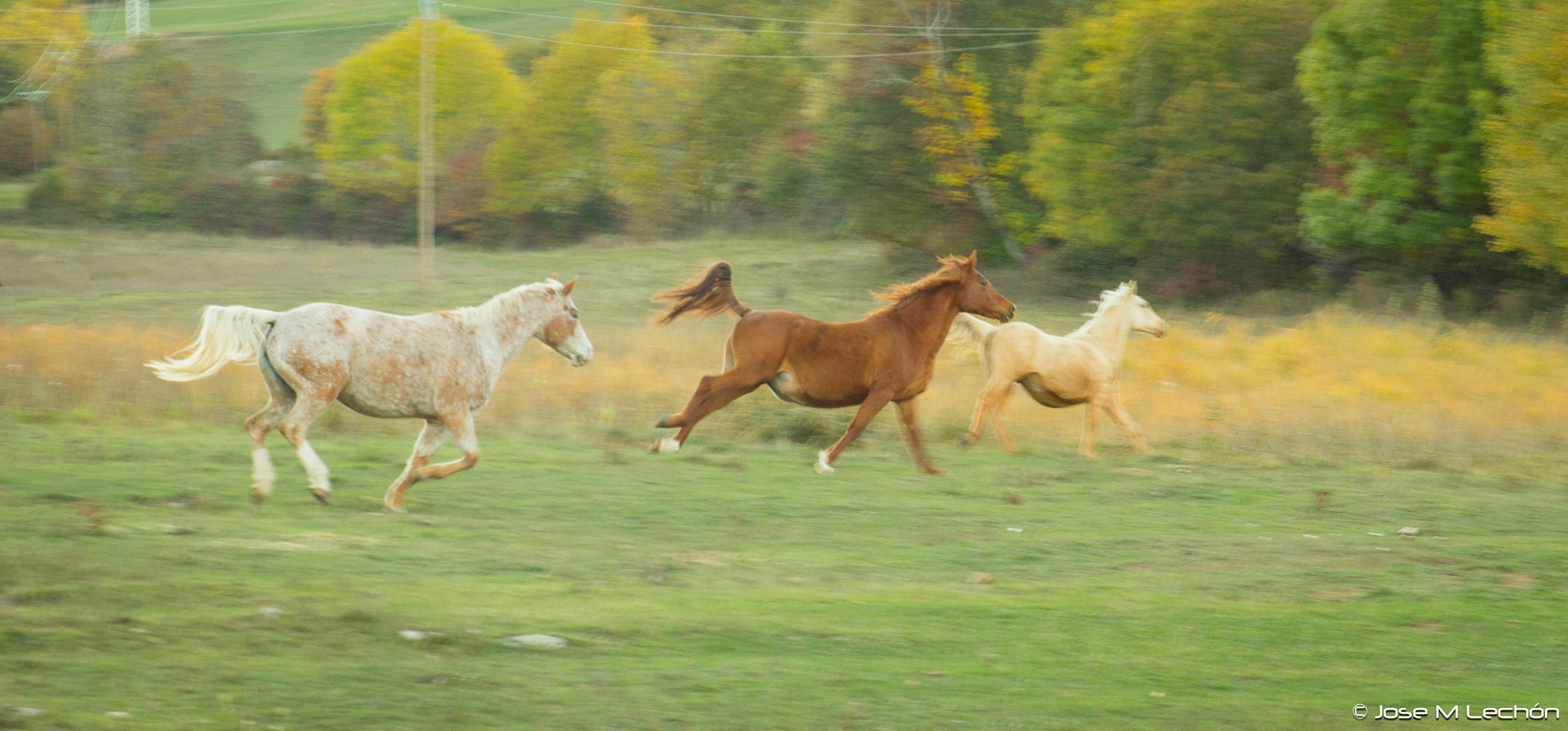 Canon EOS 600D (Rebel EOS T3i / EOS Kiss X5) + Sigma 24-70mm F2.8 EX DG Macro sample photo. Horses running free photography