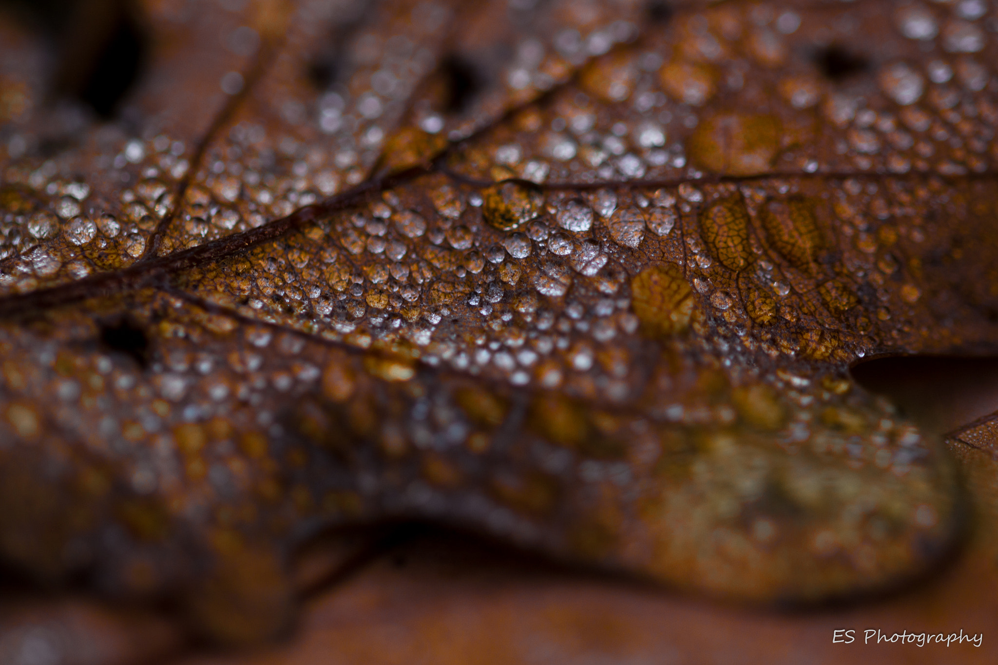 Sigma 105mm F2.8 EX DG OS HSM sample photo. Amber photography