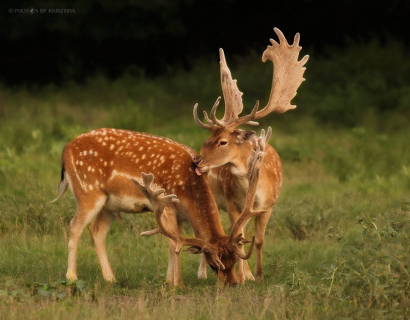 Sigma 50-500mm f/4-6.3 APO HSM EX sample photo. Affection photography