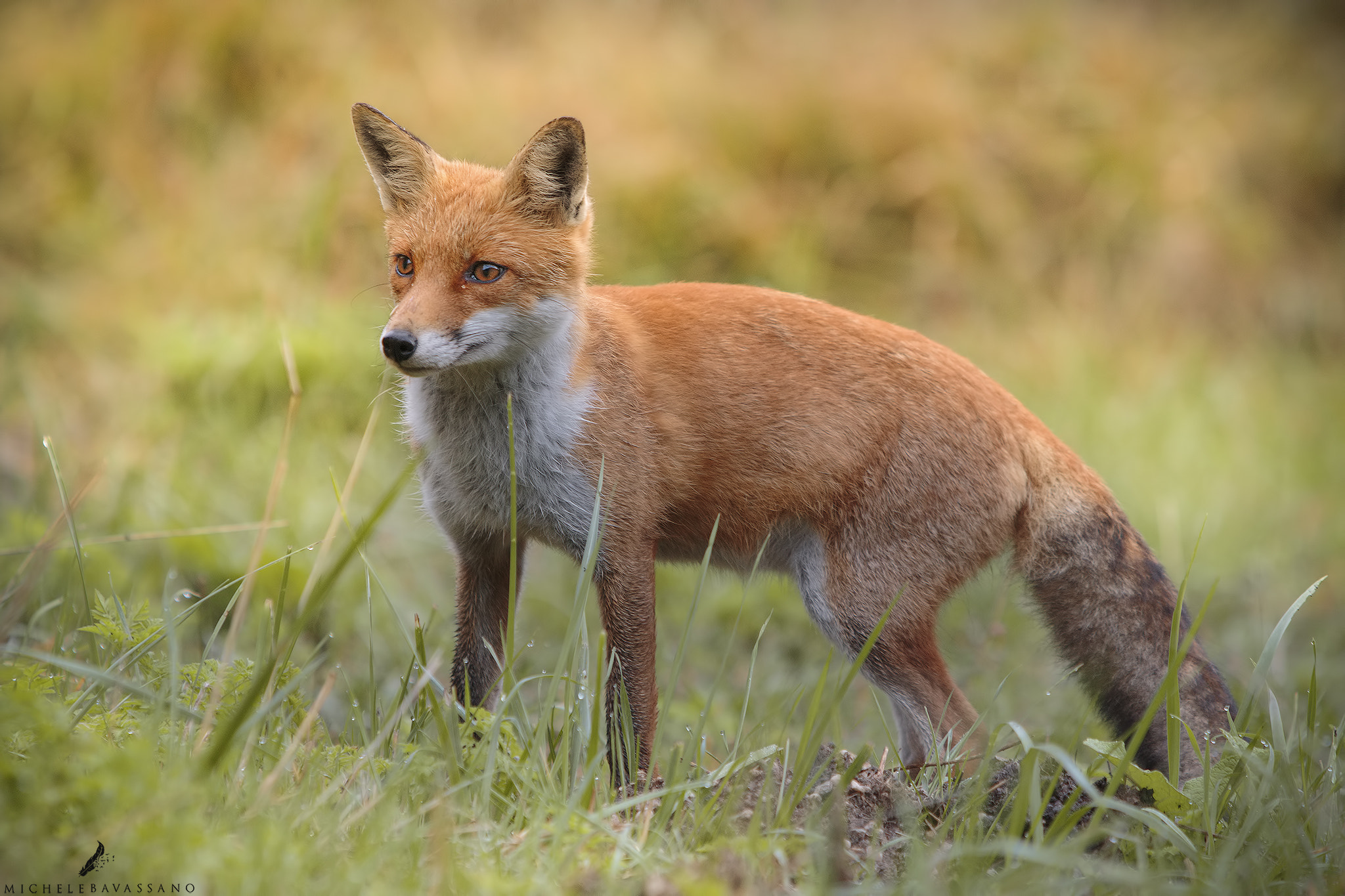 Canon EF 70-200mm F2.8L IS USM sample photo. Fox photography