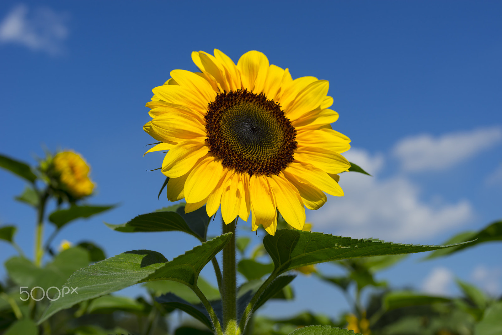 MACRO 50mm F2.8 sample photo. Sunflower on blue sky photography