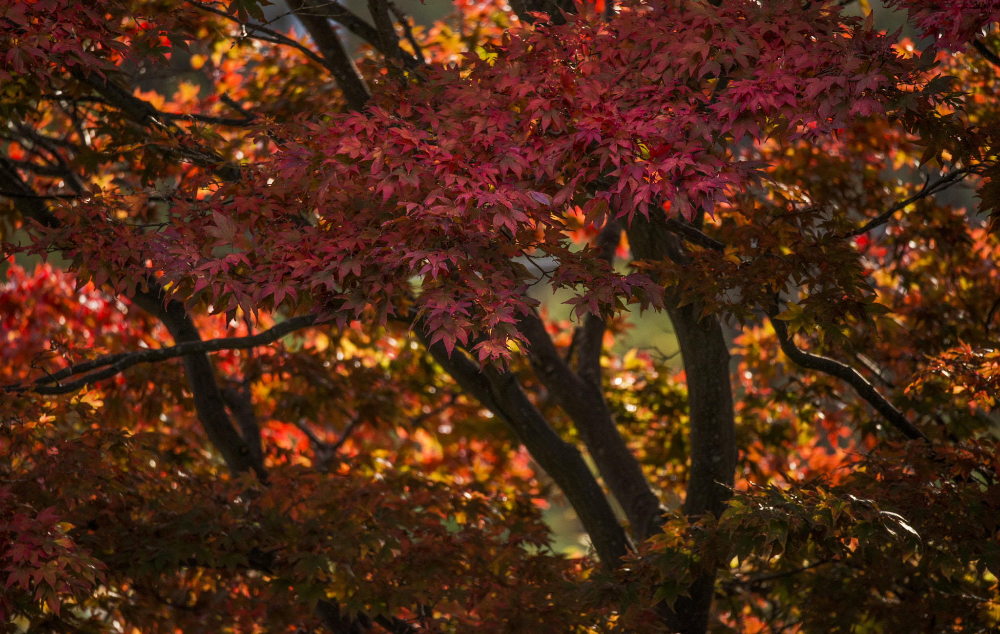 Sigma 150-600mm F5-6.3 DG OS HSM | S sample photo. Autumn photography