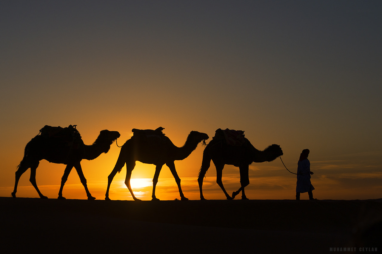 Nikon AF-S Nikkor 70-200mm F4G ED VR sample photo. Desert photography