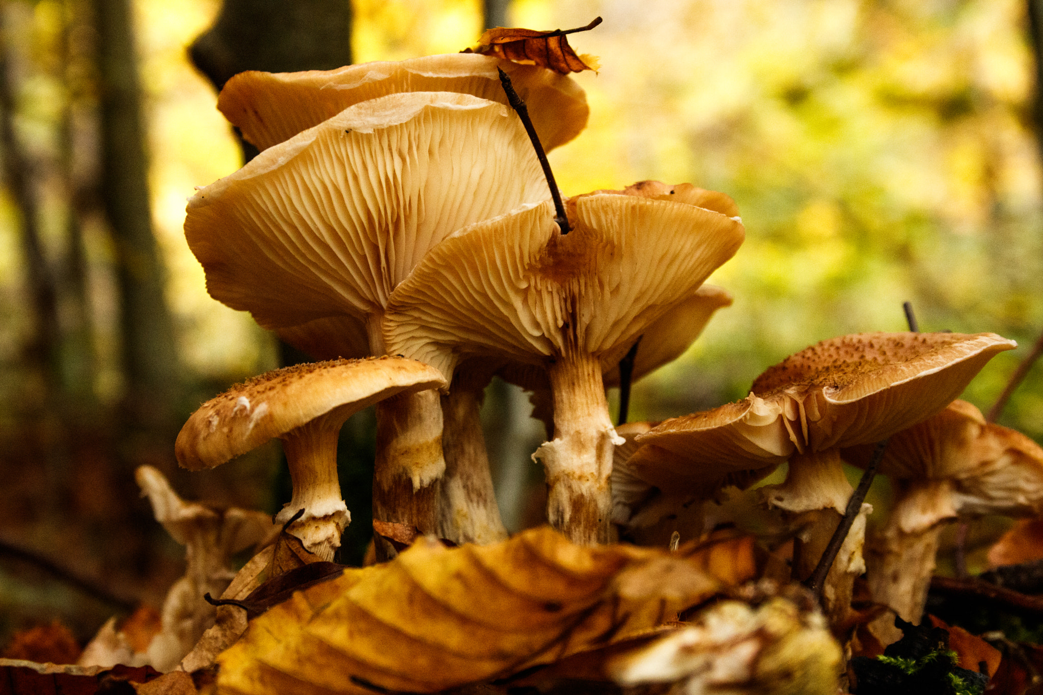 Canon EF-S 18-55mm F3.5-5.6 II sample photo. Mushroom photography
