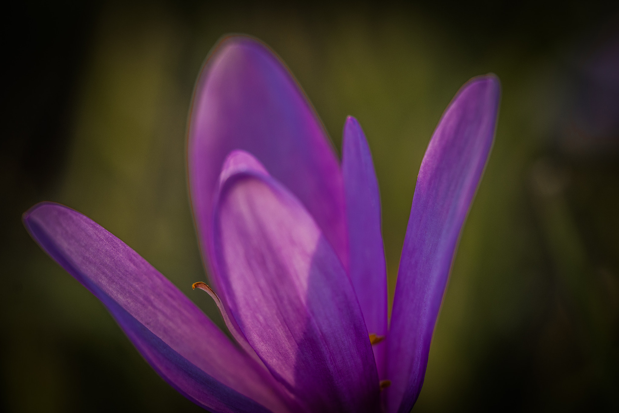 Olympus M.Zuiko Digital ED 60mm F2.8 Macro sample photo. Colchicum autumnale photography