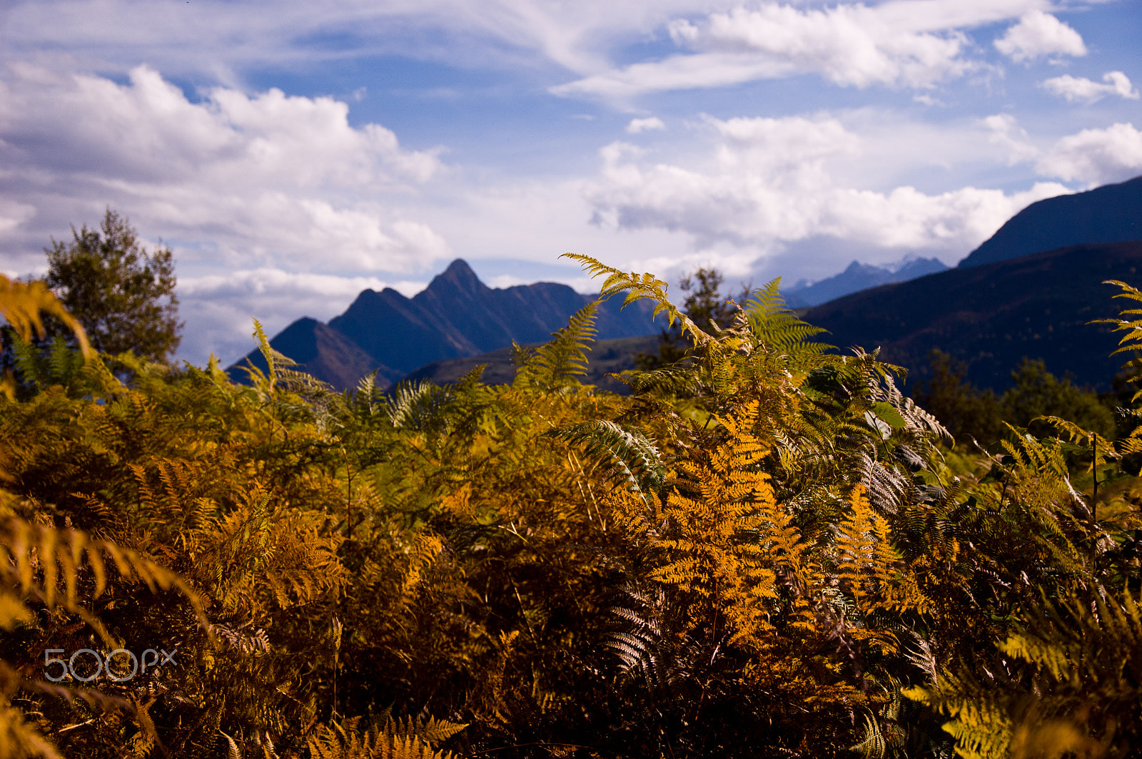 Nikon D50 sample photo. The catcher in the fern... photography