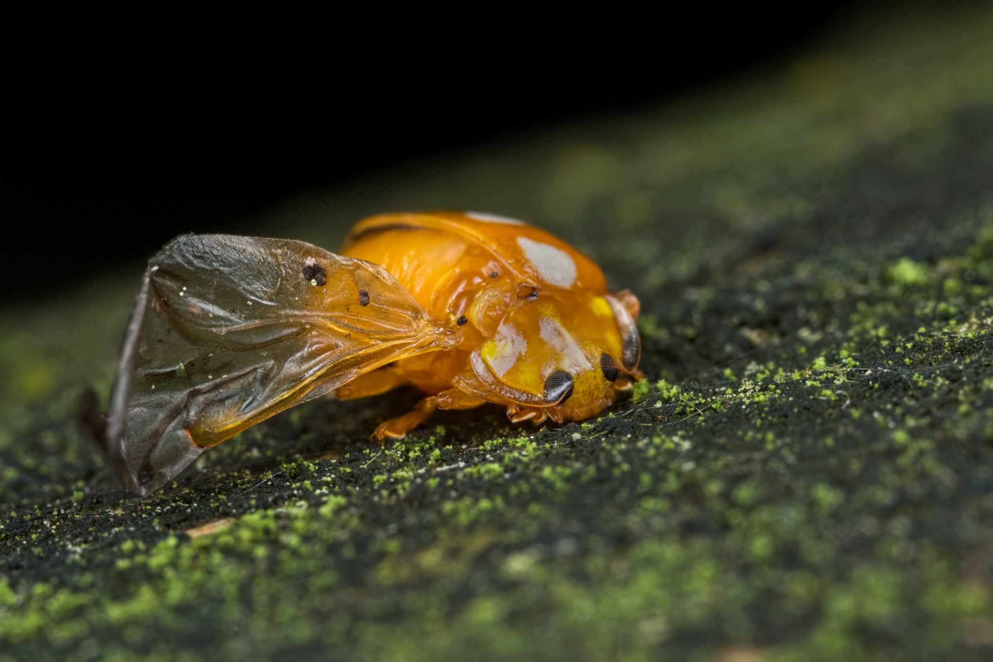 Canon MP-E 65mm F2.5 1-5x Macro Photo sample photo. Crash landed photography