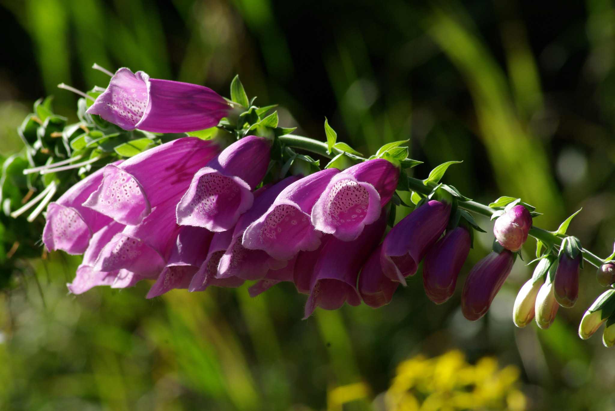 Pentax K10D sample photo. The flower photography