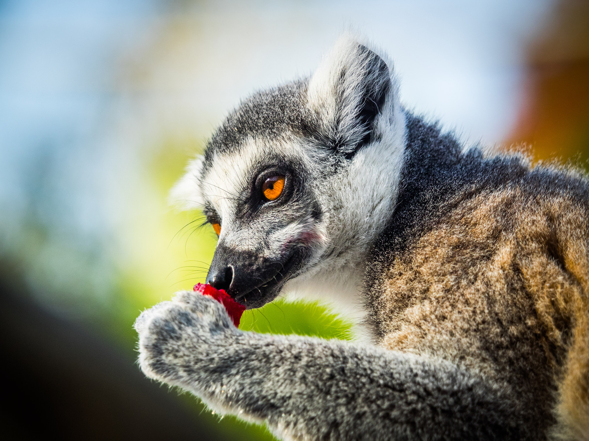 Olympus OM-D E-M1 sample photo. Madagascar photography