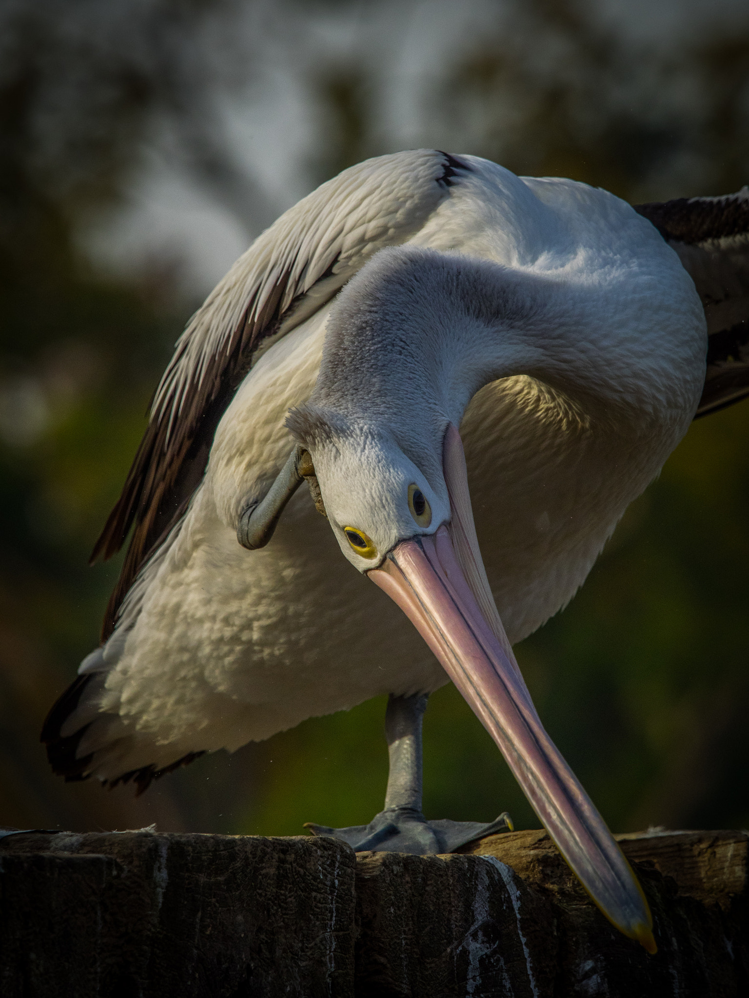 Olympus OM-D E-M1 sample photo. Pelican photography