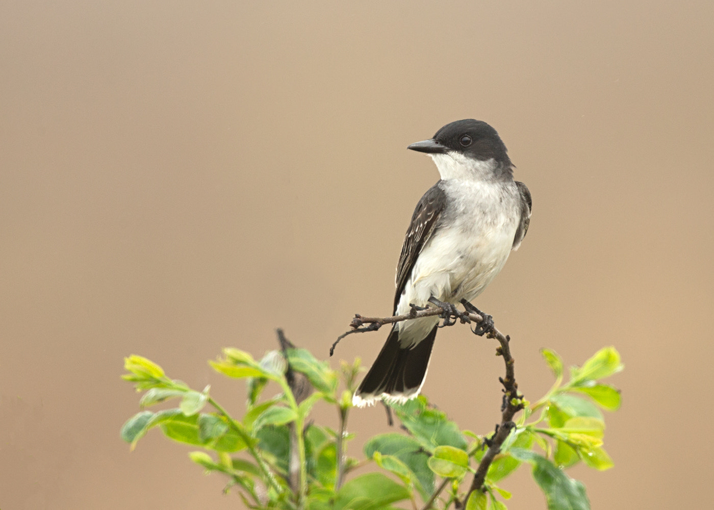 Canon EF 500mm F4L IS II USM sample photo. Kingbird photography