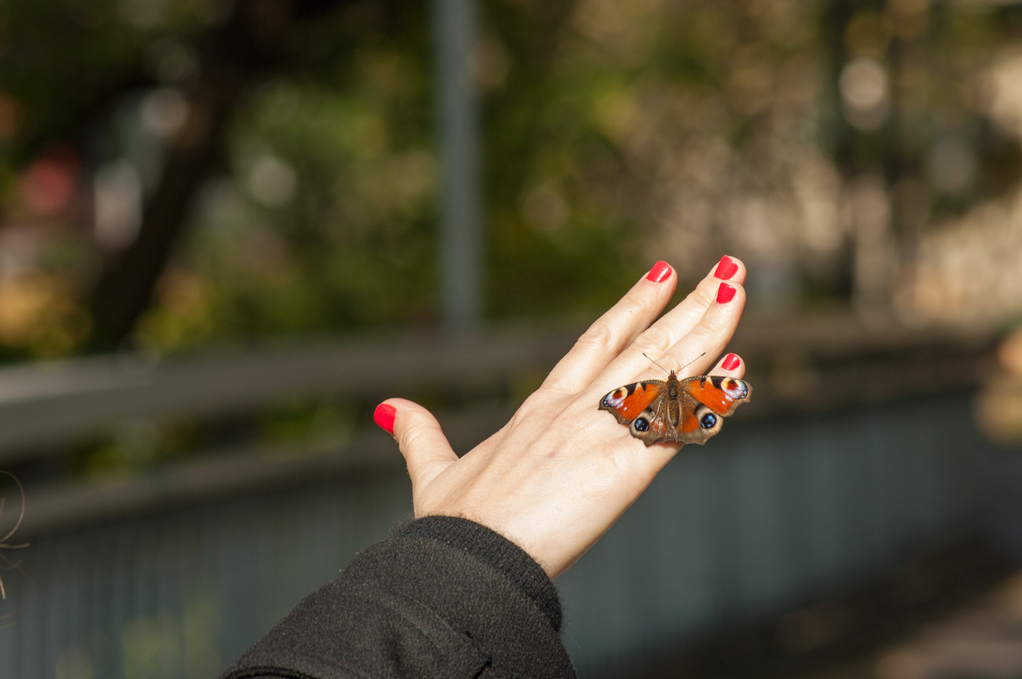 Tamron AF 70-300mm F4-5.6 Di LD Macro sample photo. The last butterfly, european peacock photography