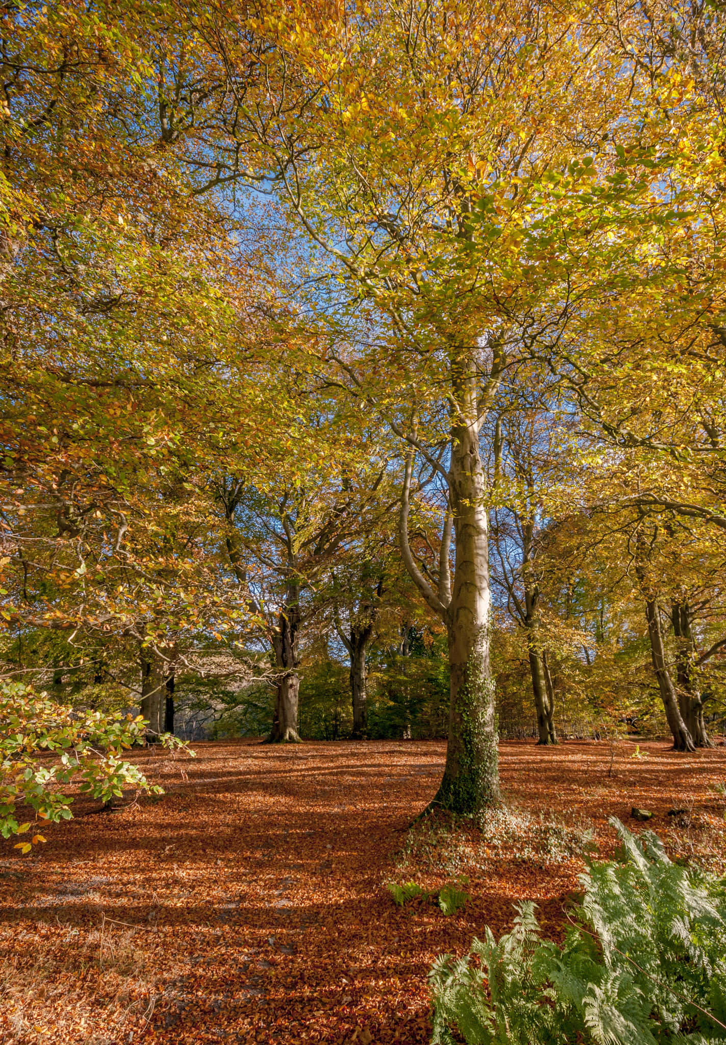 Sigma 10-20mm F4-5.6 EX DC HSM sample photo. Woodland photography