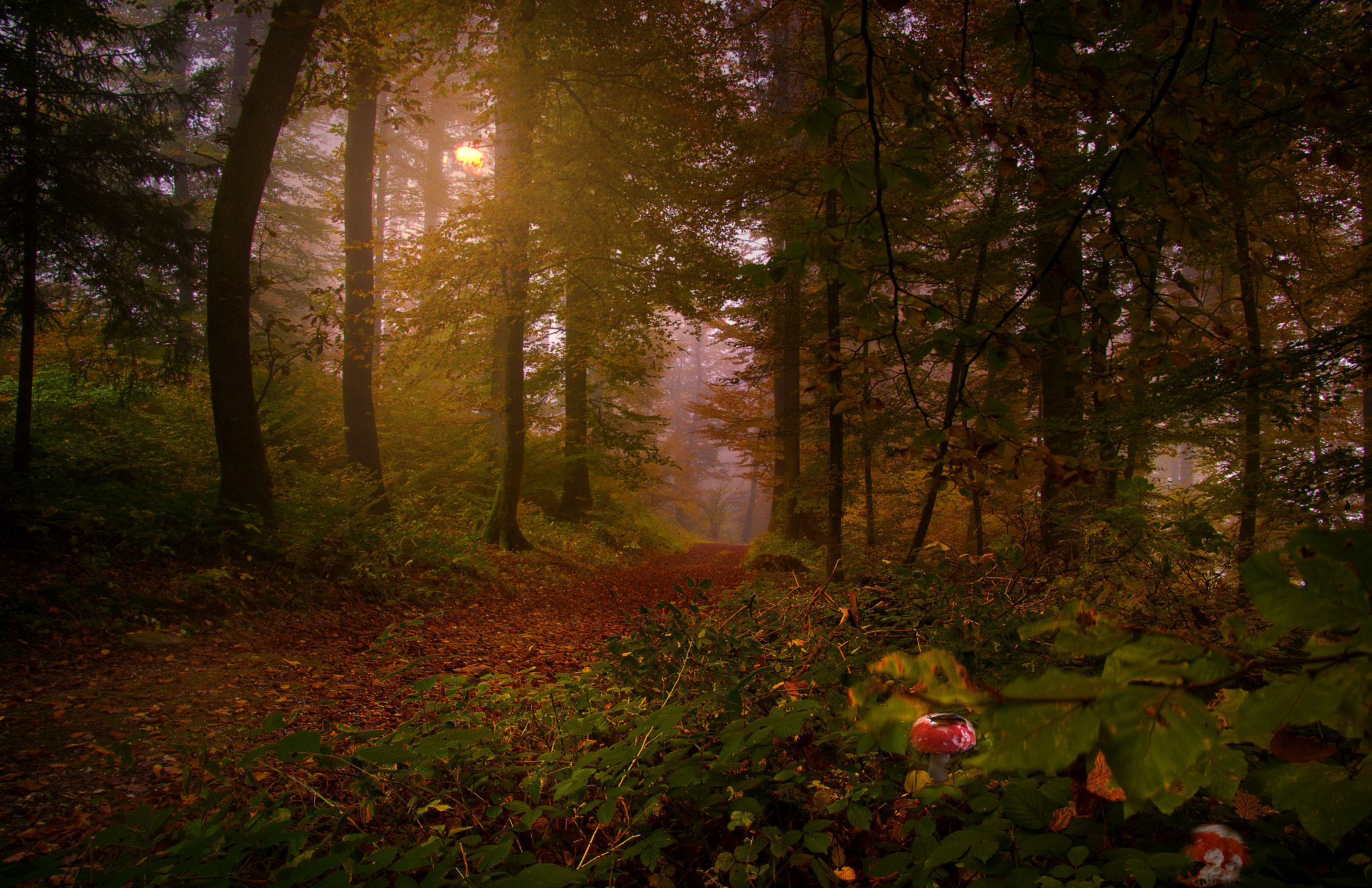 Pentax smc DA* 16-50mm F2.8 ED AL (IF) SDM sample photo. Autumn forest photography