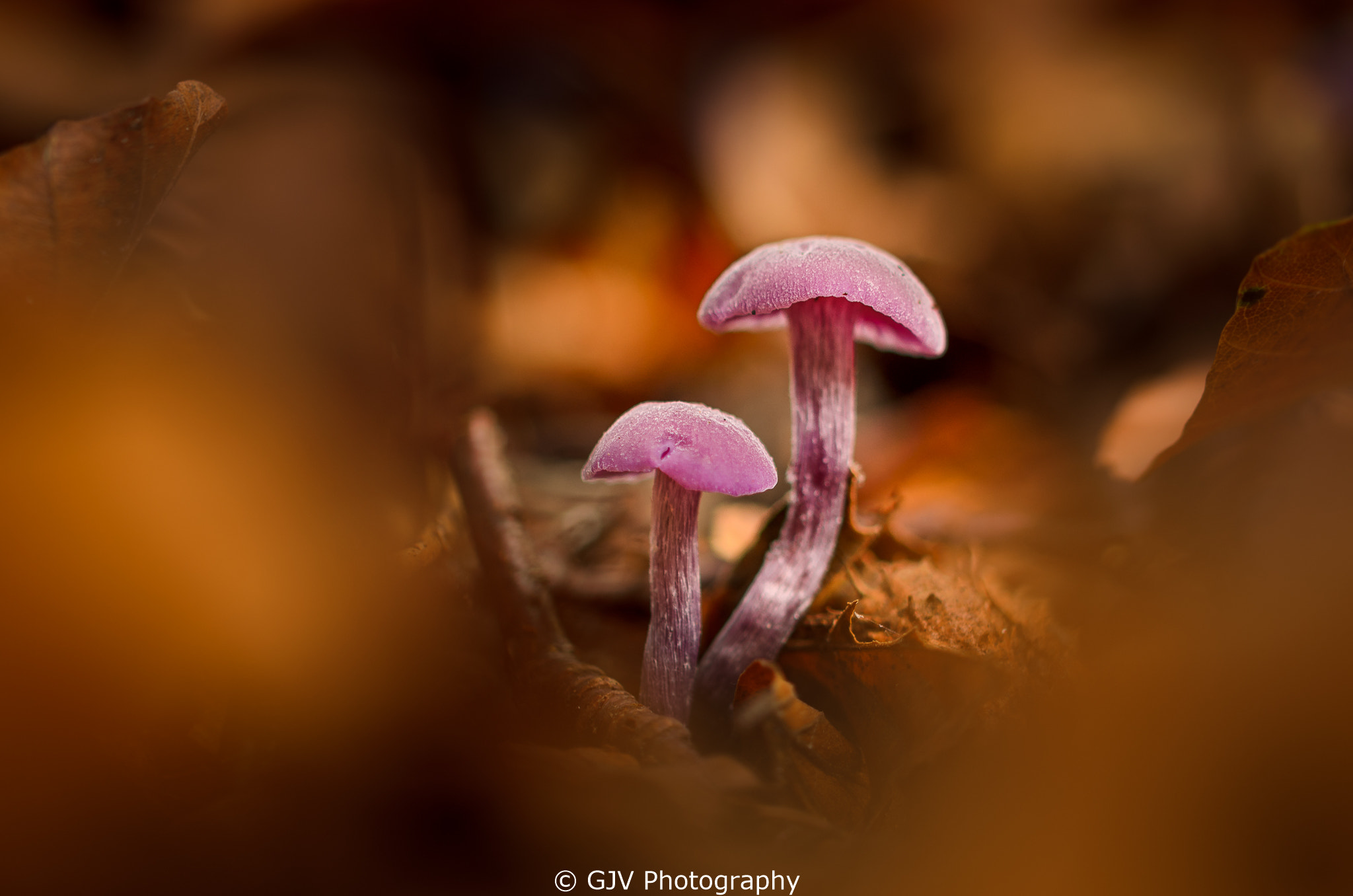 Sigma 105mm F2.8 EX DG OS HSM sample photo. A pretty purple pair photography
