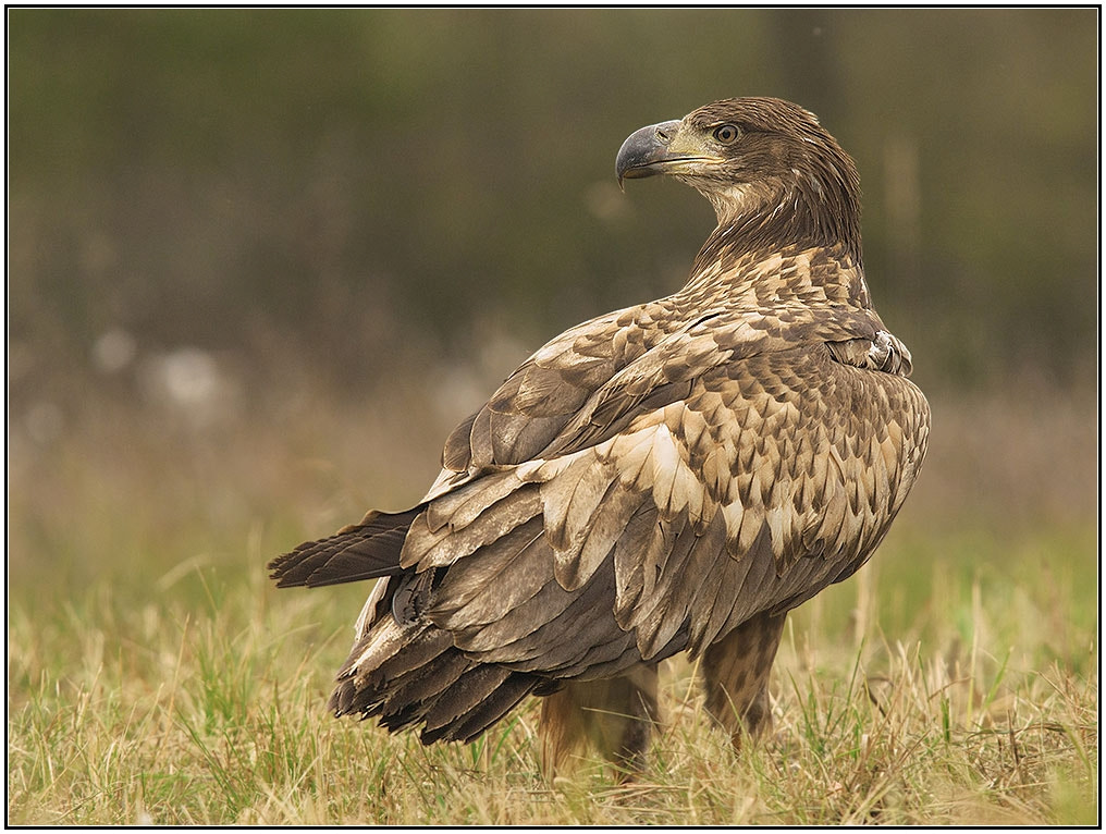 Sony Alpha DSLR-A550 sample photo. White-tailed eagle...hungarian wildlife photography