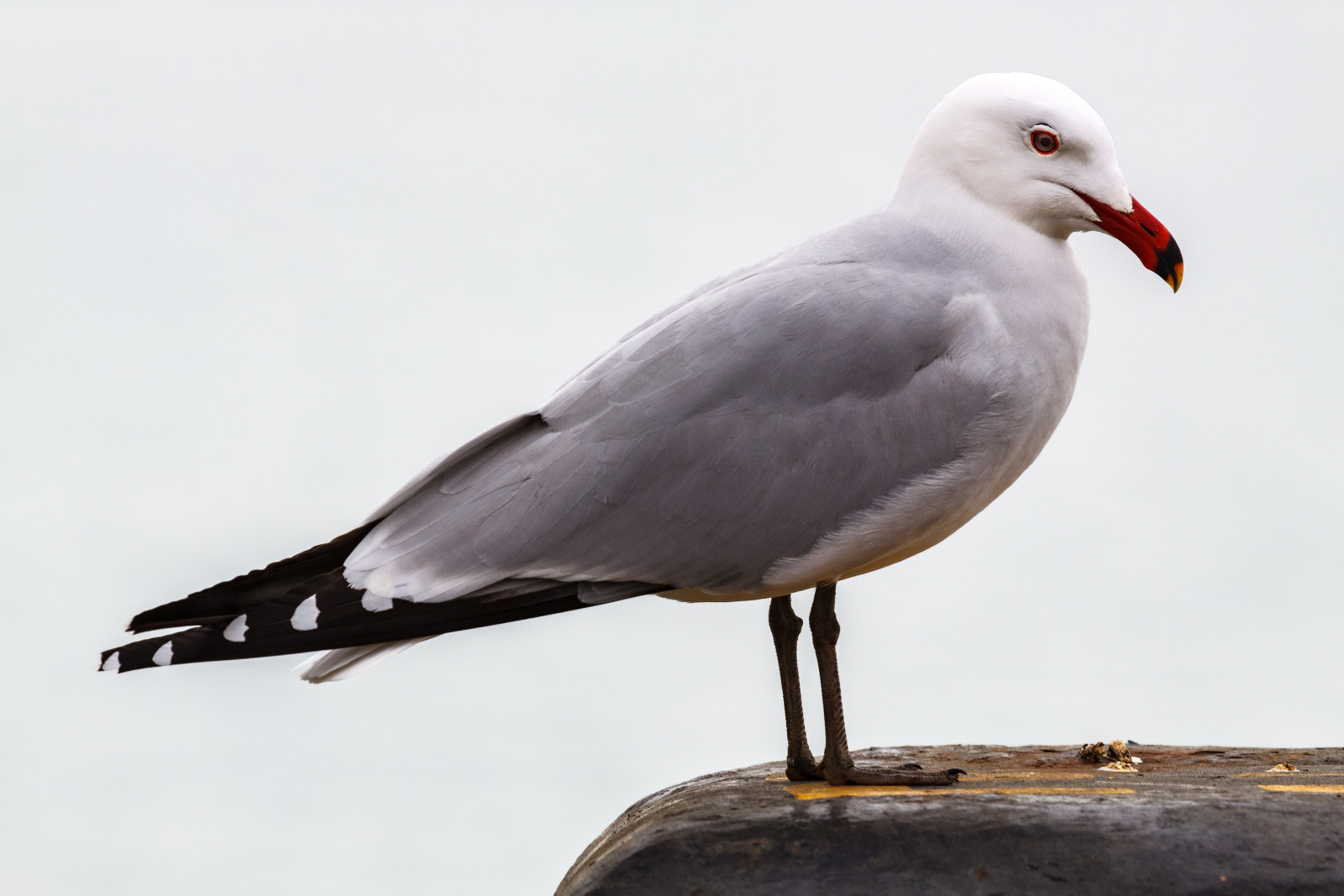 Canon EF 100-400mm F4.5-5.6L IS USM sample photo. Gaviota de audouin photography