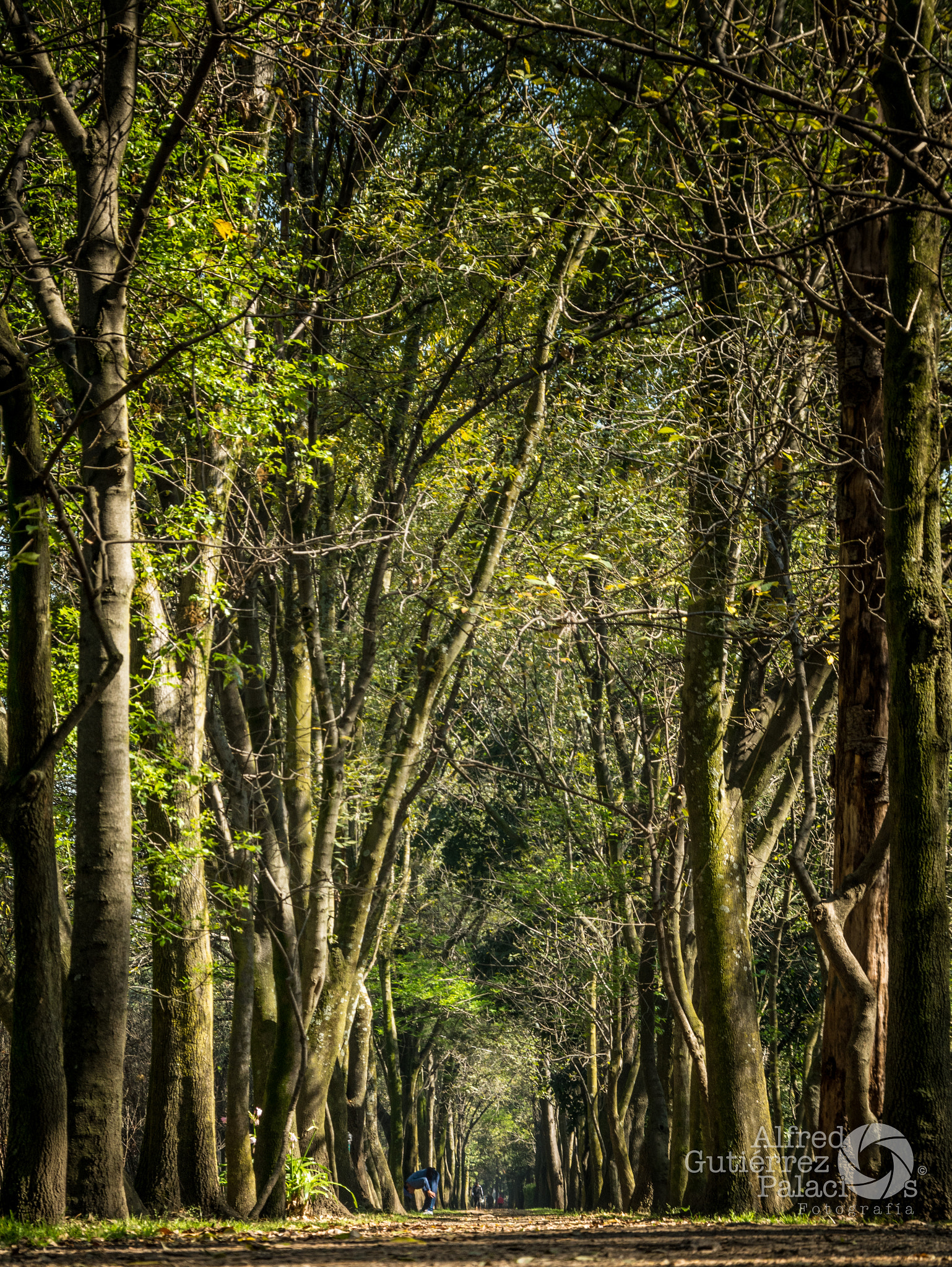 Sigma 18-200mm F3.5-6.3 DC OS HSM sample photo. Camino photography