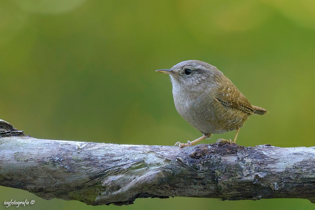 Nikon AF-S Nikkor 200-500mm F5.6E ED VR sample photo. Little one photography