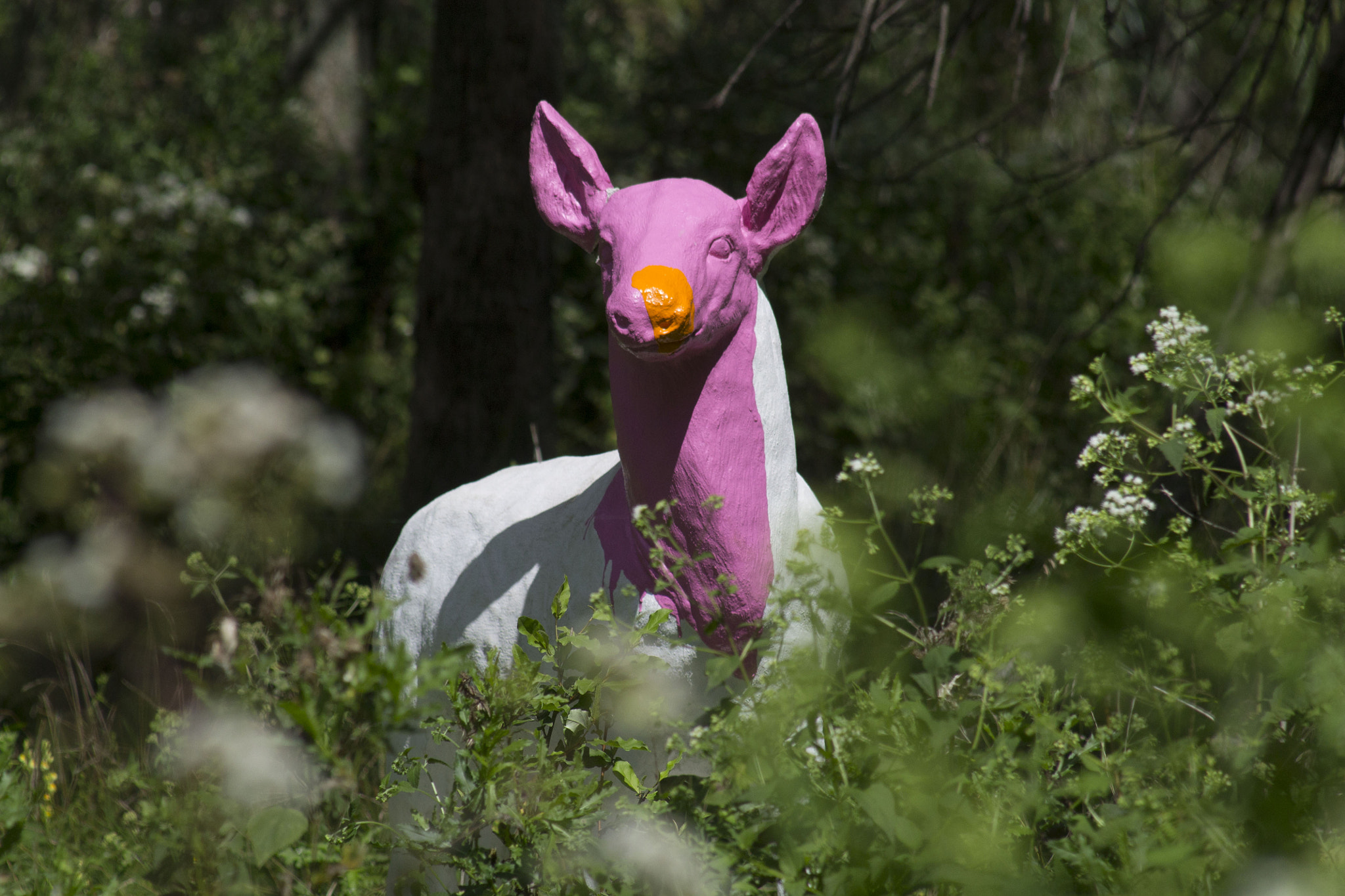 Canon EF 80-200mm F4.5-5.6 II sample photo. Img photography