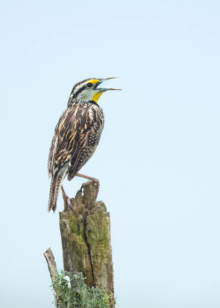 Canon EF 500mm F4L IS II USM sample photo. Meadowlark calling photography